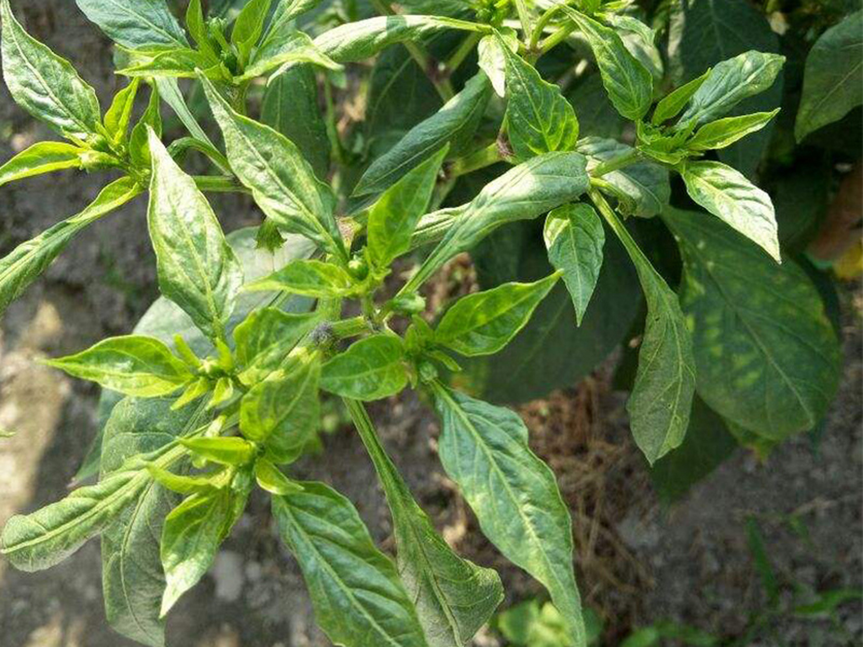 四种辣椒病害及防治措施分享 1,病毒病 病毒性病是一种比较普遍的病害