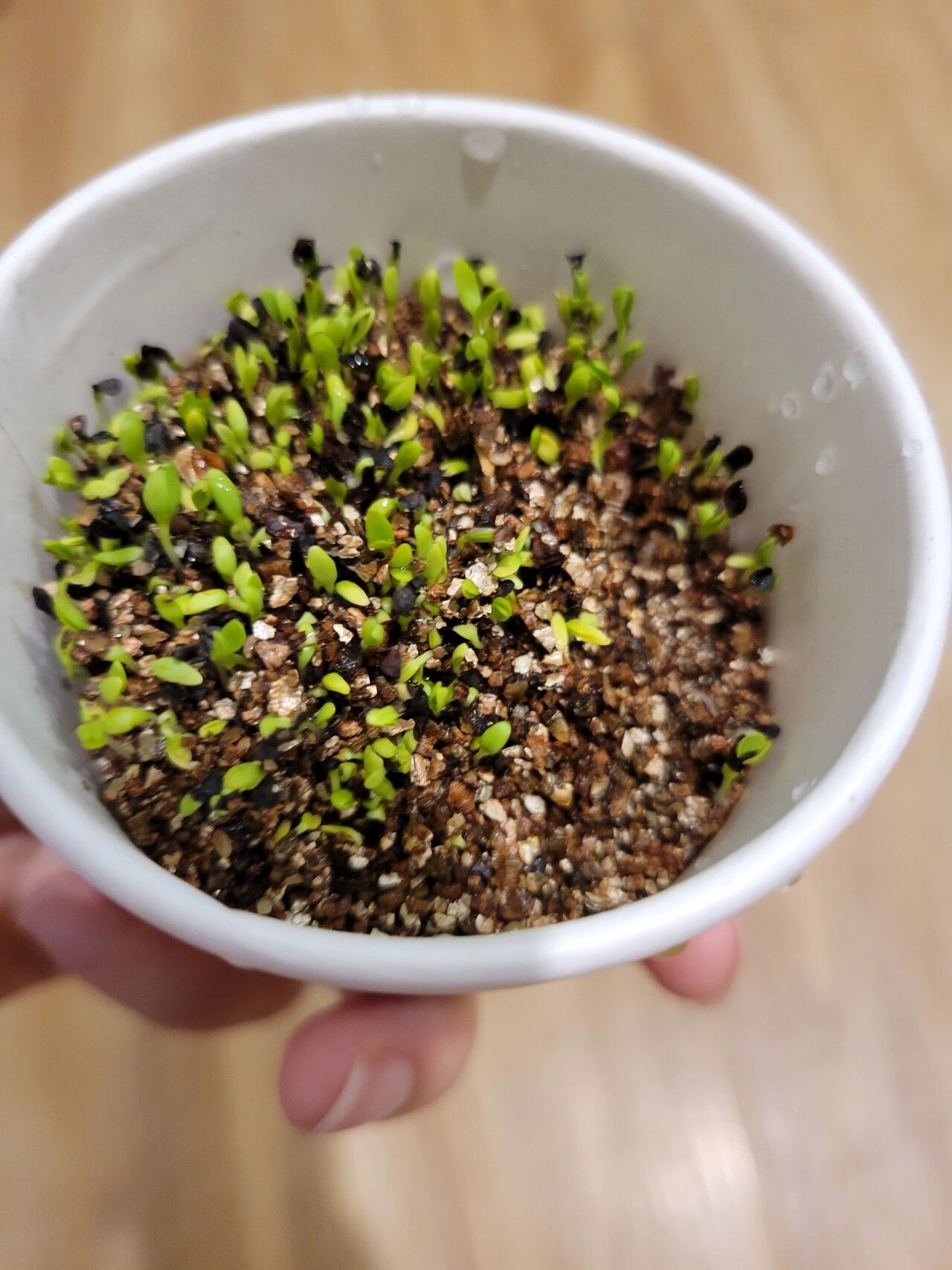 小花农康乃馨第二天,发芽