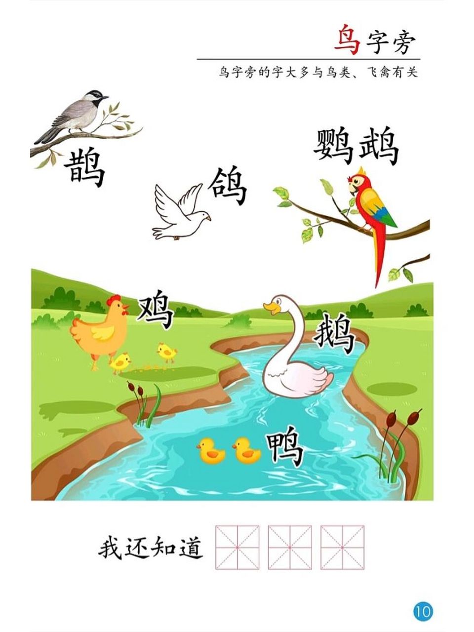 少儿中文 鸟字旁 鸟字旁的字大多和鸟类有关,图中的这些"鸟"你都认识