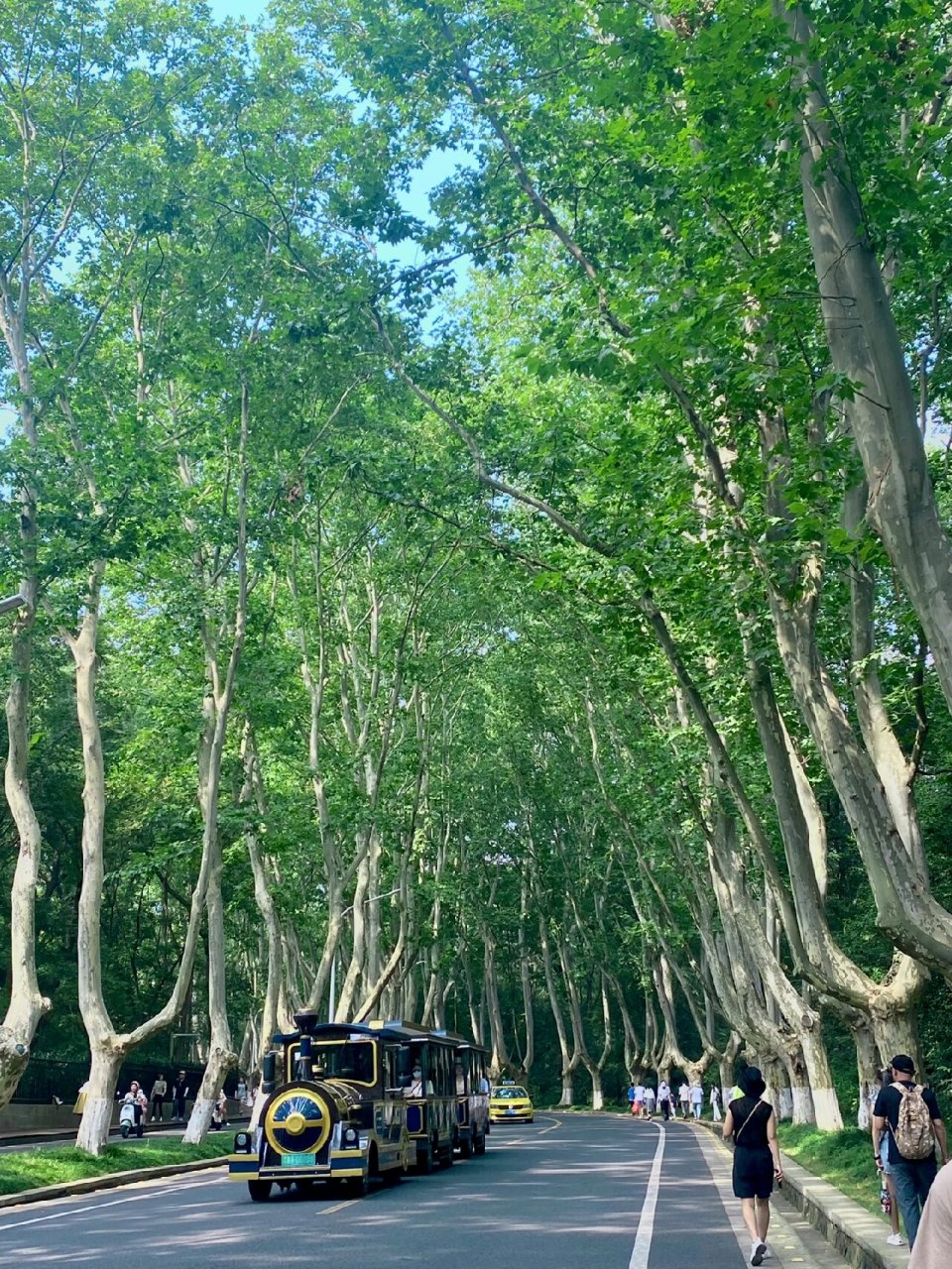 你一句梧桐美,我便种遍金陵城.