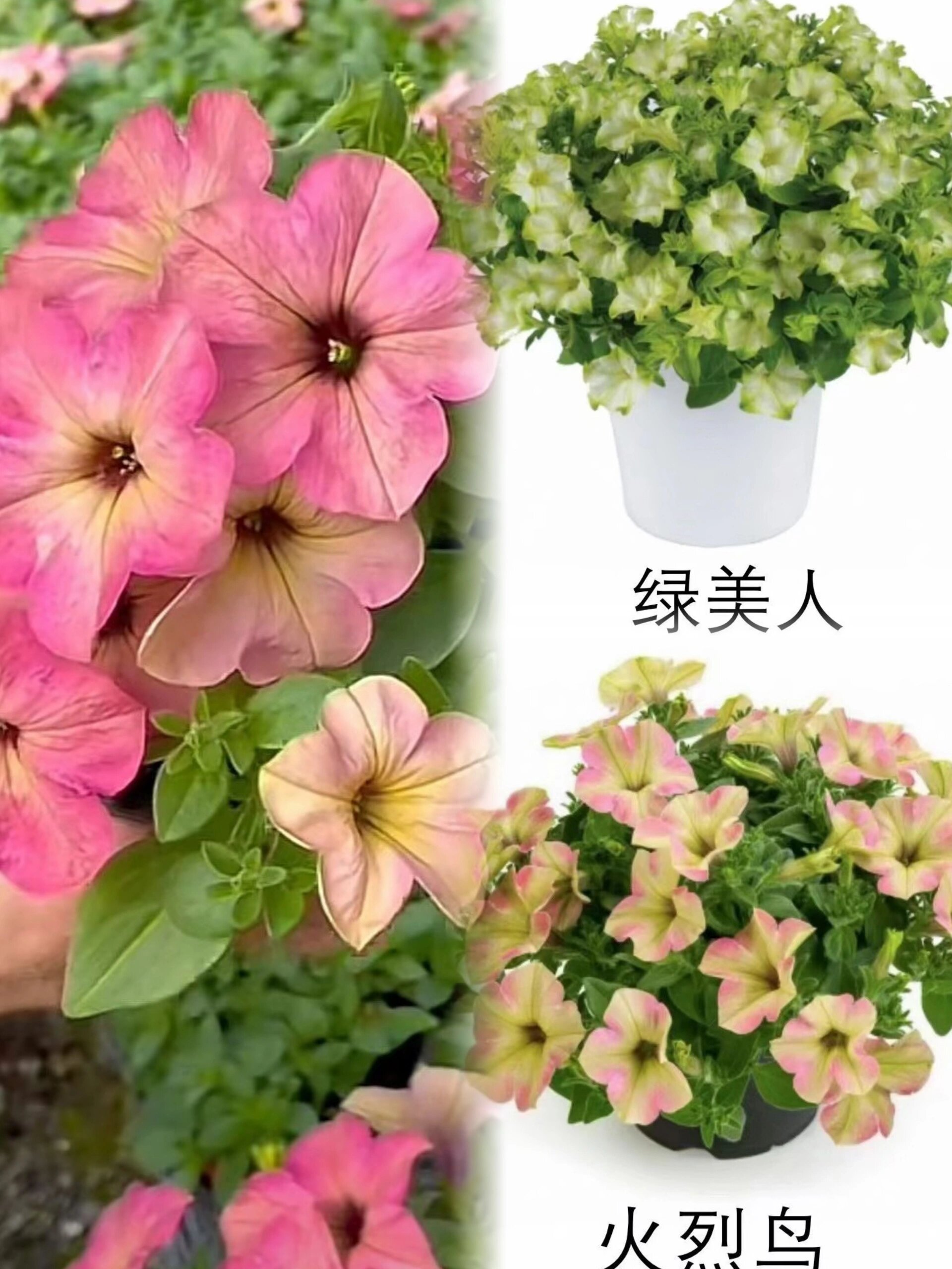 超级矮牵牛首发 绿美人火烈鸟垂吊品种 190大规格,满盆即将爆花,花期