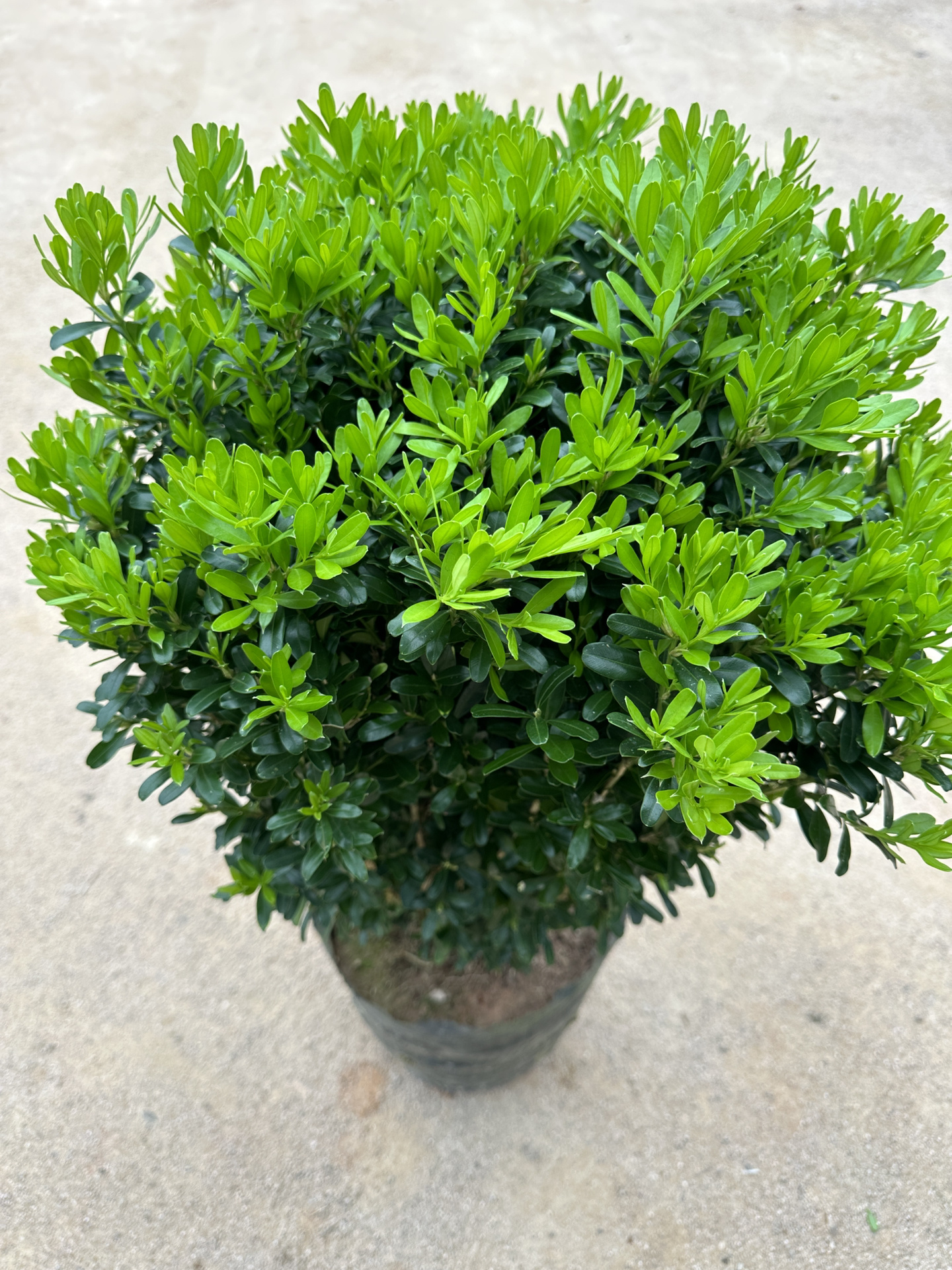 雀舌黄杨 小叶黄杨 黄杨