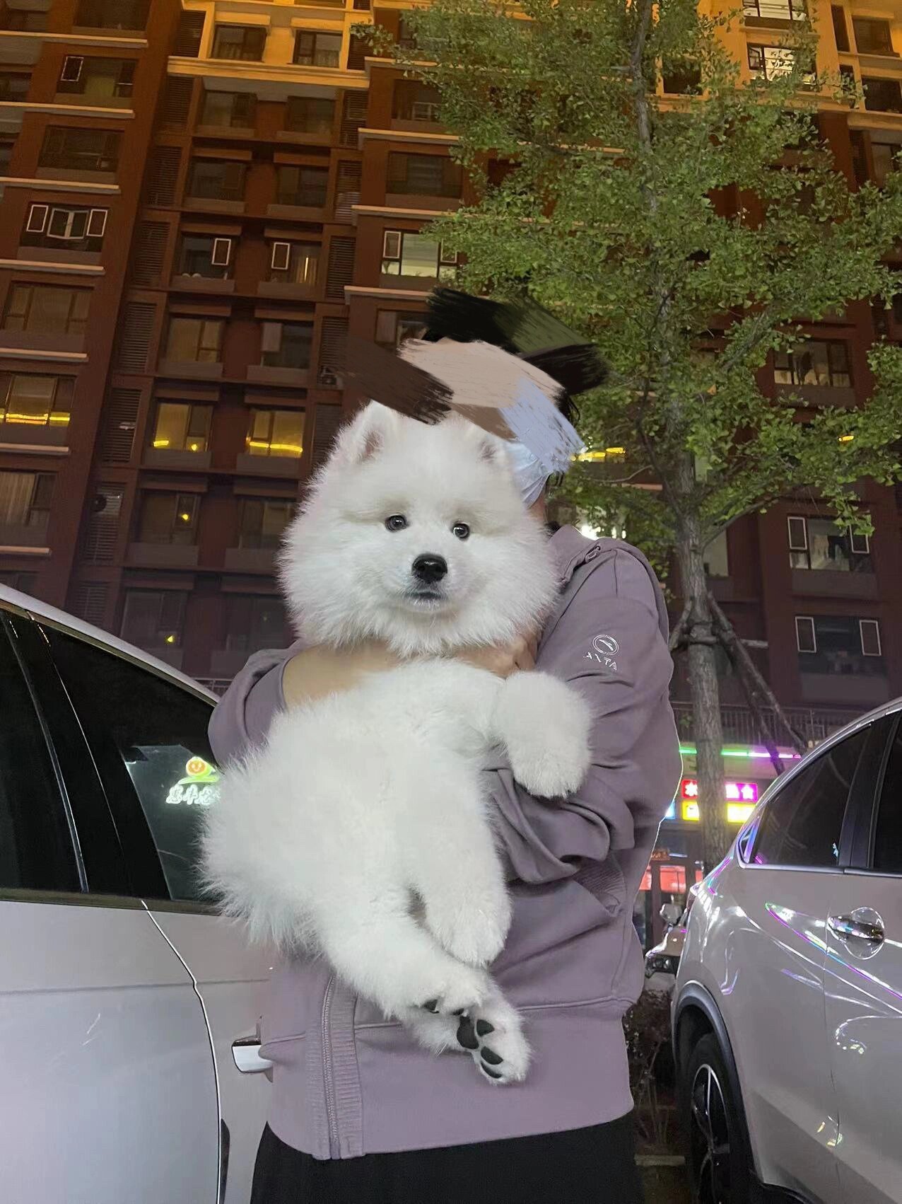 萨摩耶一个月长的好快马上变身大狗狗耶