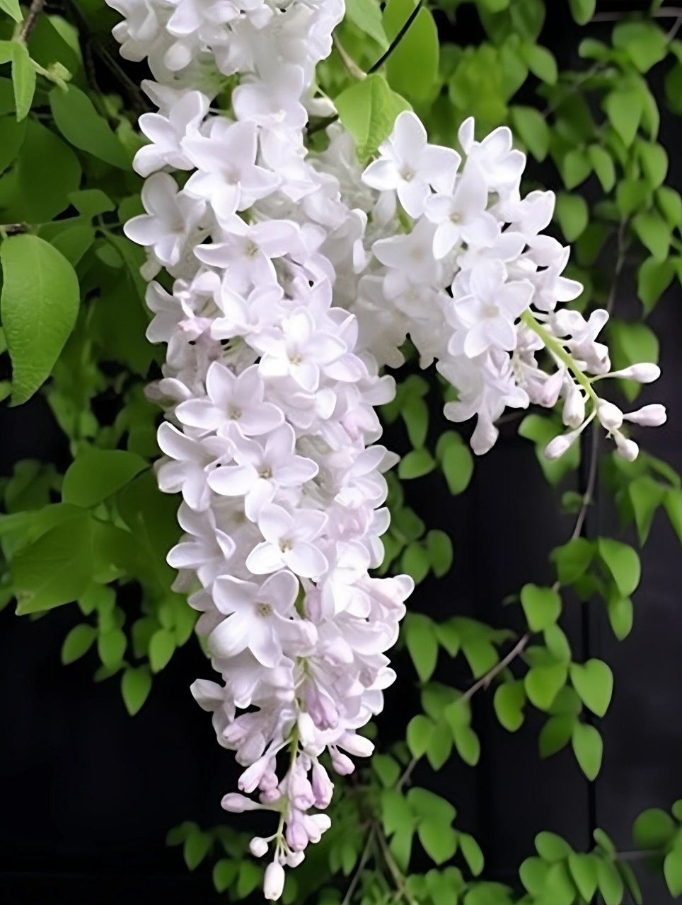 素雅丁香,你闻到香味儿了吗?