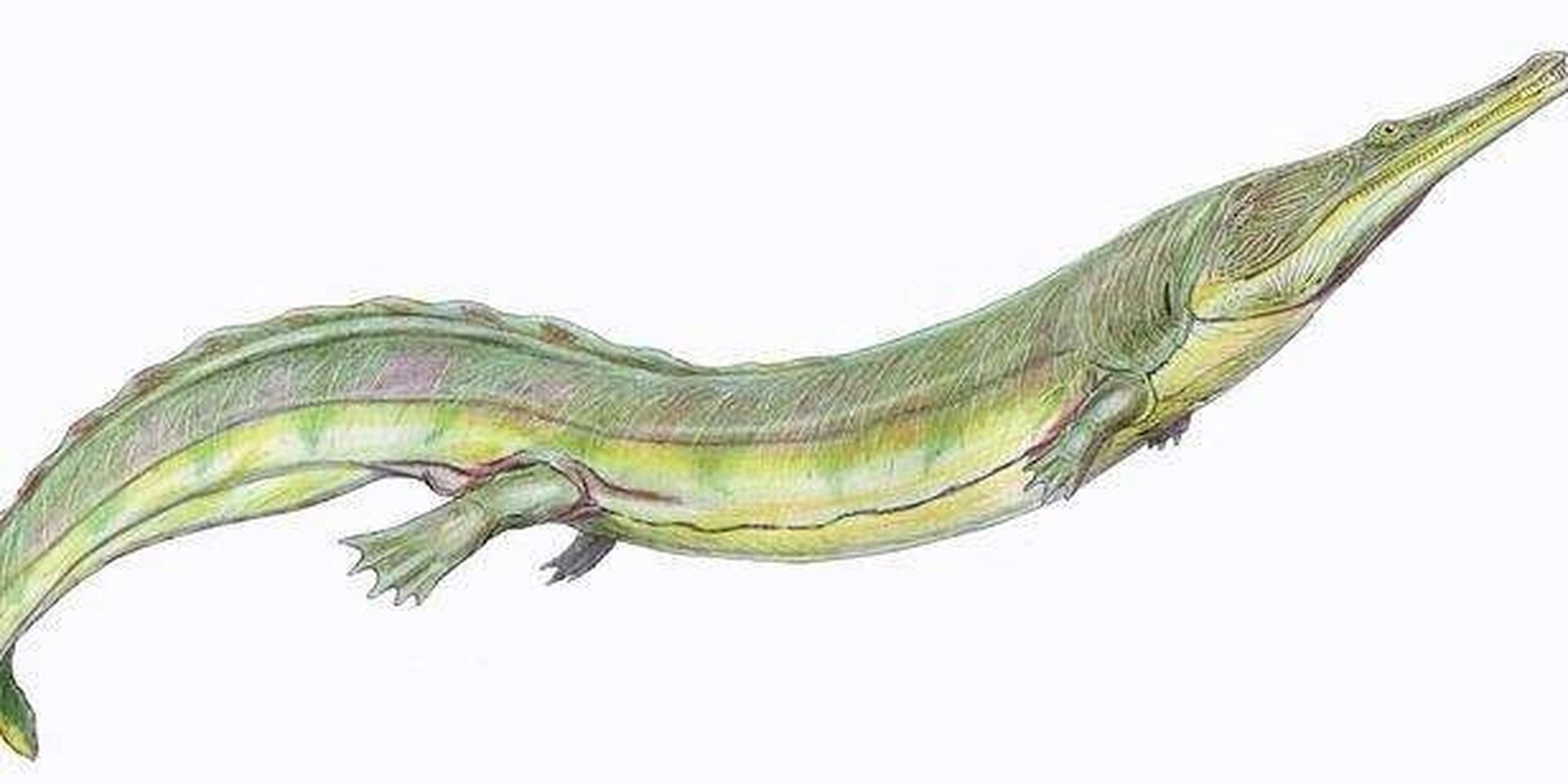 普氏锯齿螈(prionosuchus plummeri)是一种十分巨大的两栖动物,其体长