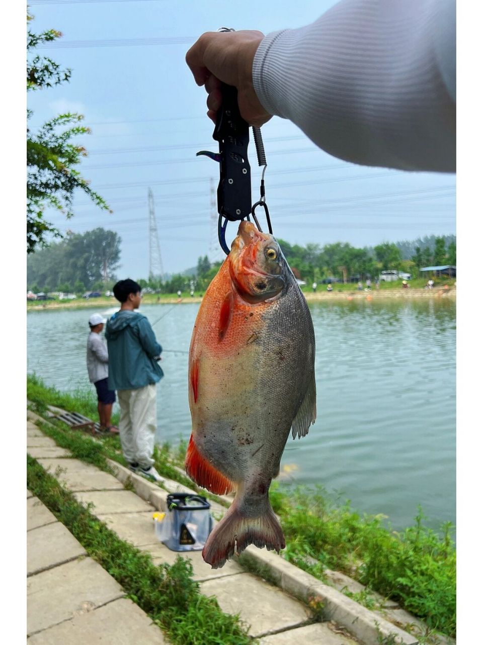 路亚入门指南| 解锁淡水白鲳 今日解锁暴躁白鲳 好像是食人鱼近亲
