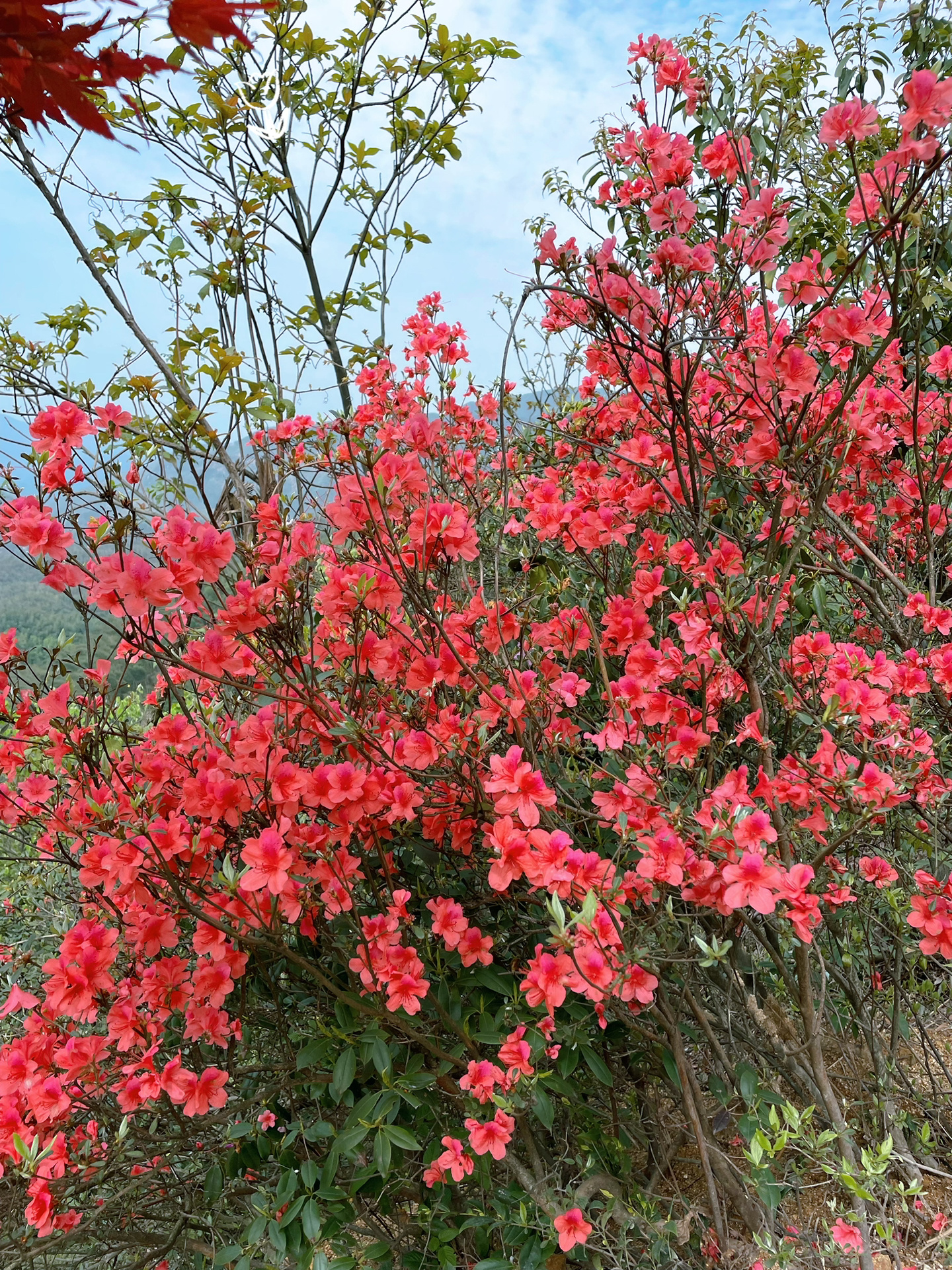 常宁天堂山国家森林公园
