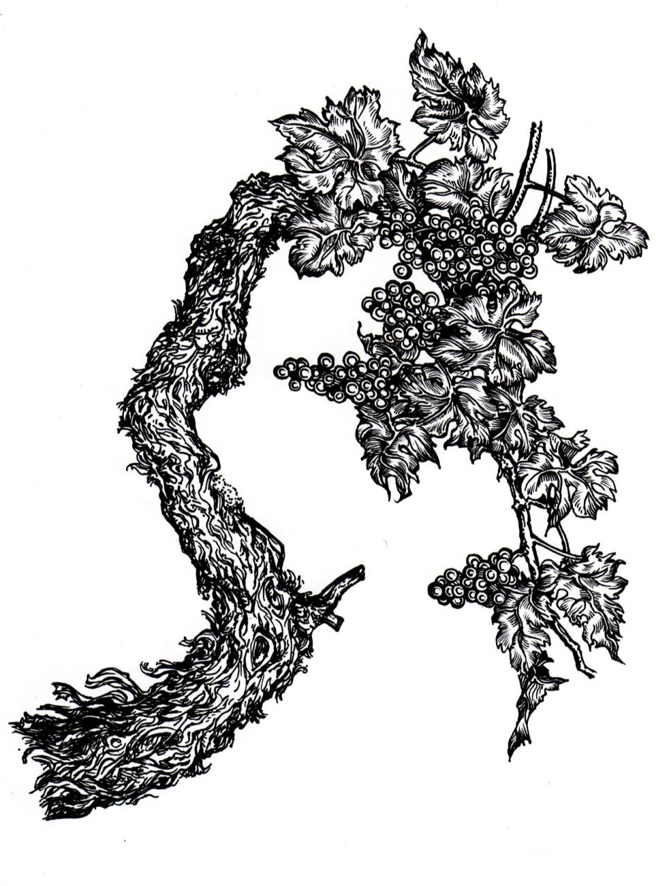 每日一画 day22  葡萄树 喜欢吃葡萄,就画它.