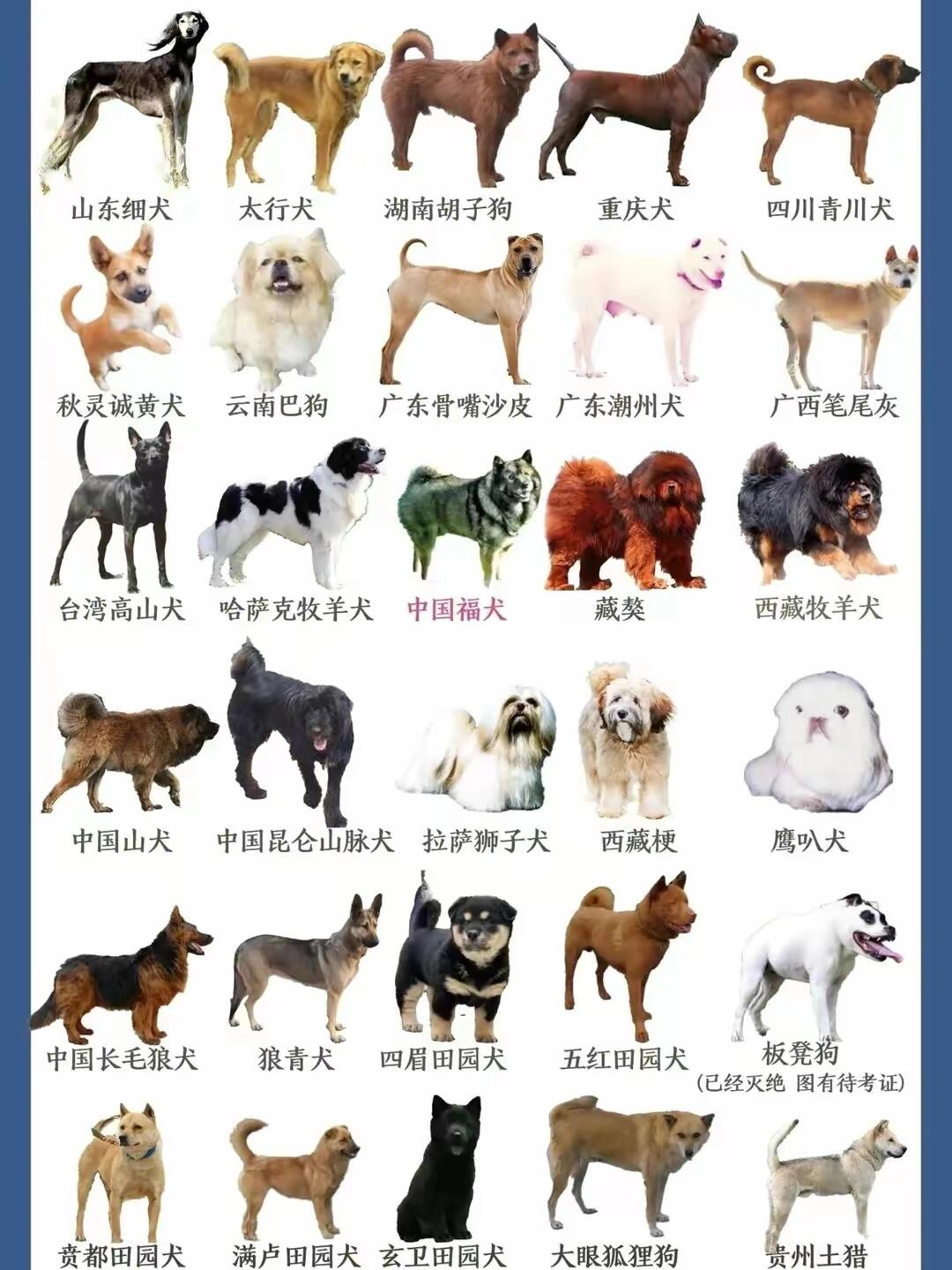 中国十大犬种图片