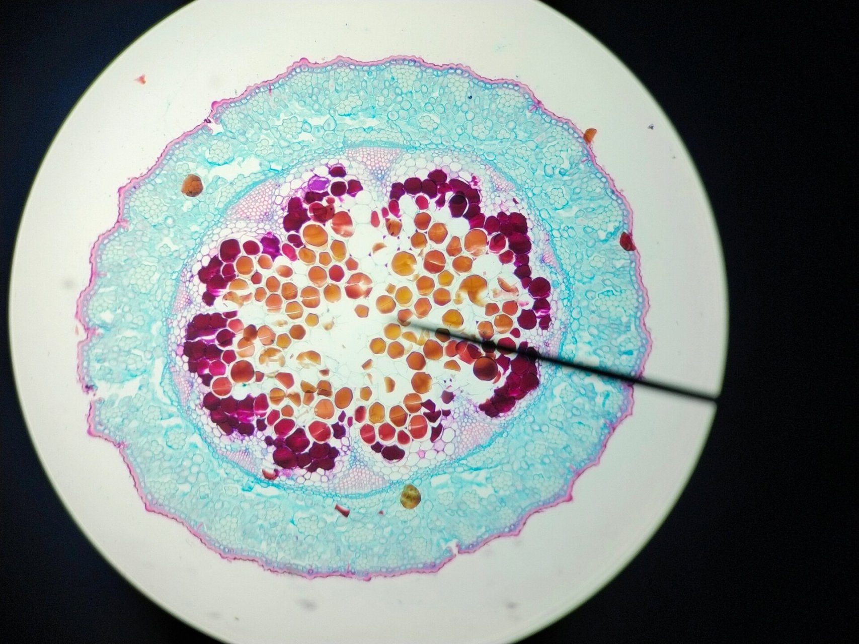 草麻黄横切面显微鉴定 手绘73 好多圈圈