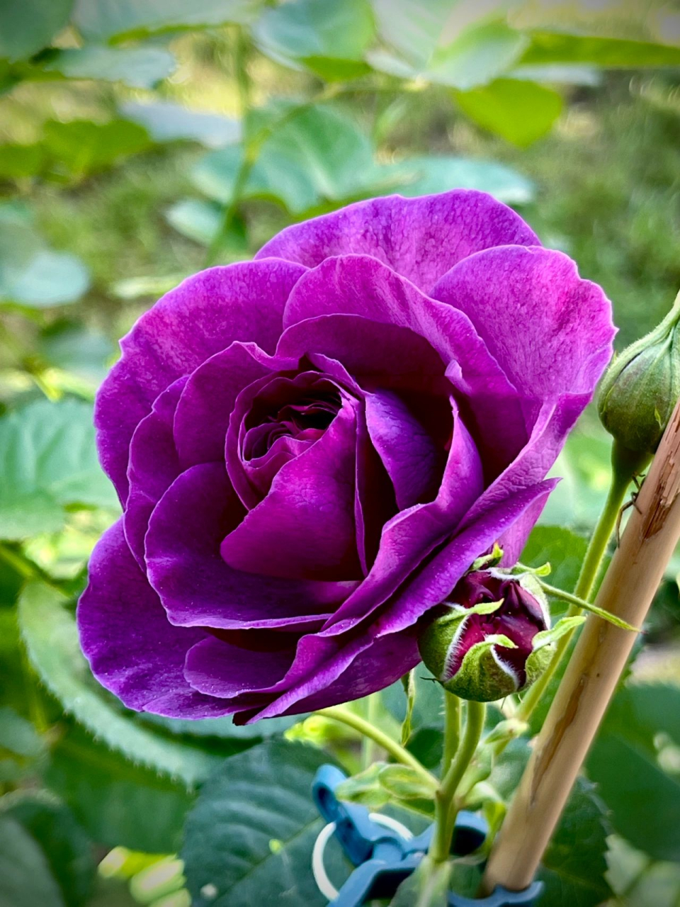 紫母苏丁月季花图片图片