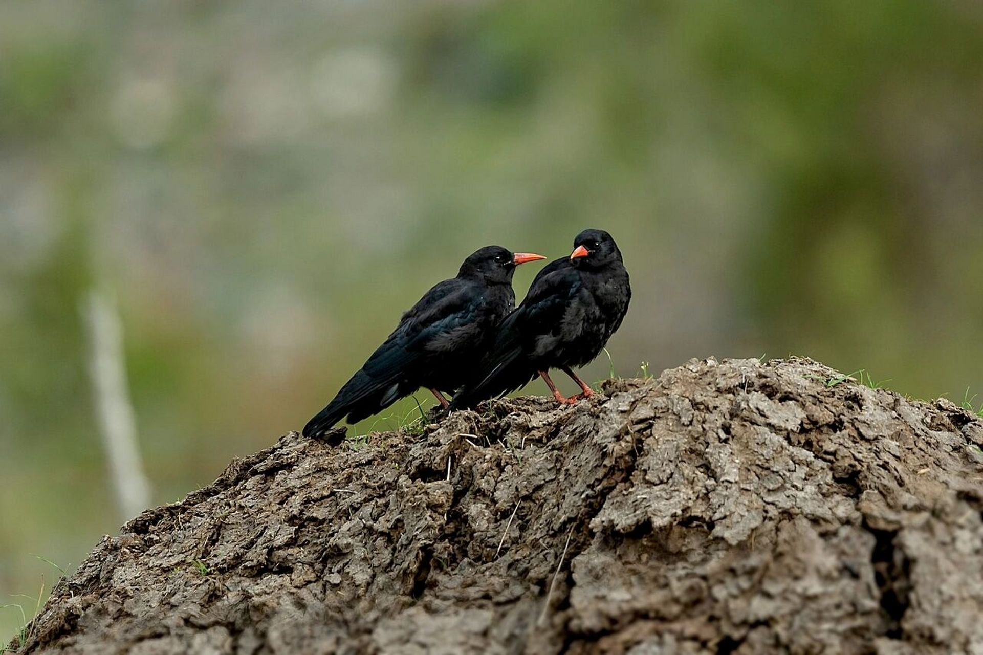 红嘴山鸦 红嘴山鸦在《中国鸟类野外手册》编号641(学名:pyrrhocorax