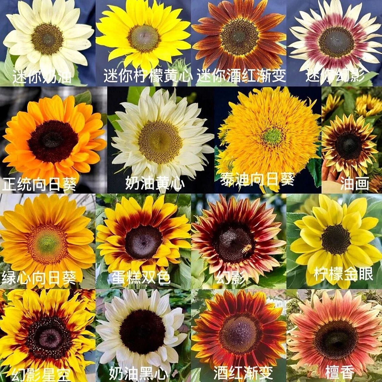 向日葵的花序类型图片