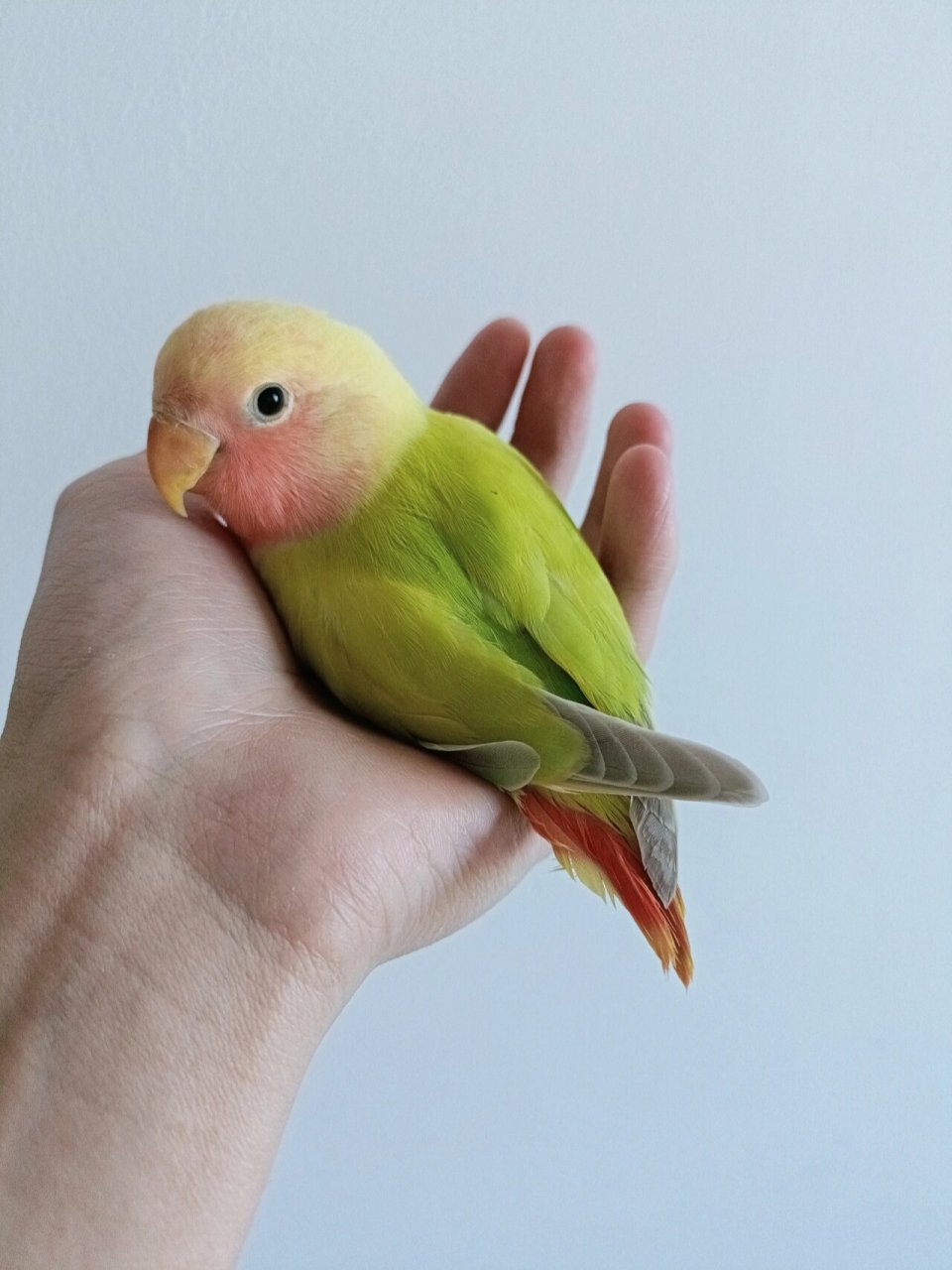 牡丹鹦鹉品种一:红头奥桂闪 奥闪和奥贵的区别在于奥闪没有腰色,奥桂