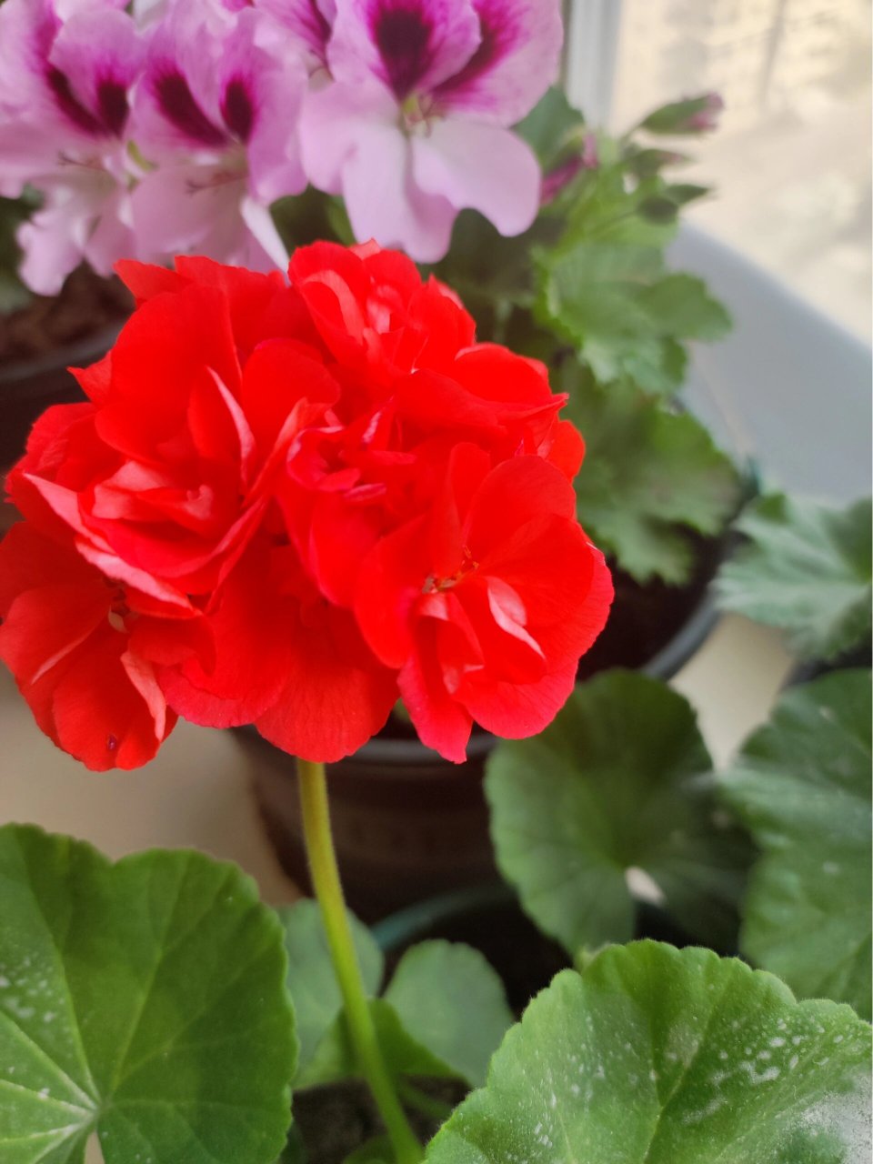 直立天竺葵重彩游行  大花球品种,我家这个养了才2个月,收到时只有12