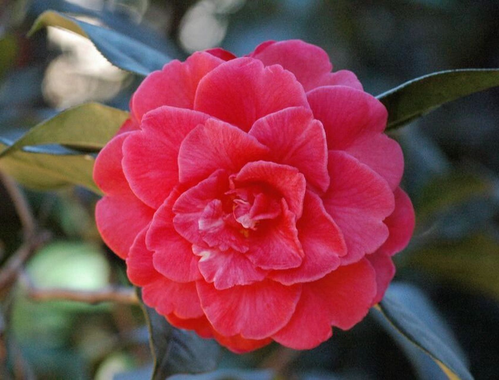 山茶花的花语是谦逊,理想的爱,美德,可爱.