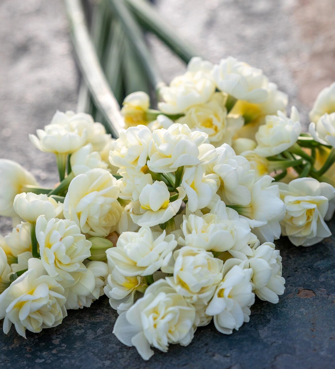 重瓣纸白洋水仙埃里克 洋水仙里的白富美呢也是我最喜欢的品种之一.