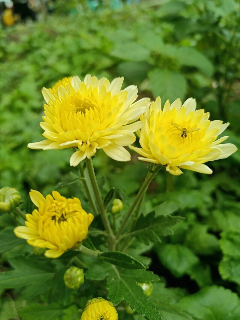 黄菊 黄菊花是菊科多年生草本植物,在中国传统文化中,自陶渊明开始就