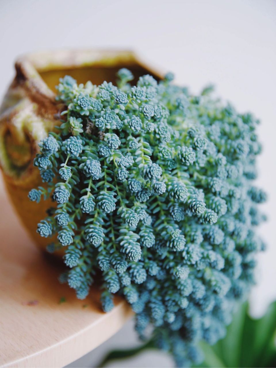 教你如何把姬星美人养爆 教你如何把姬星美人养爆,像tvb法官的卷卷