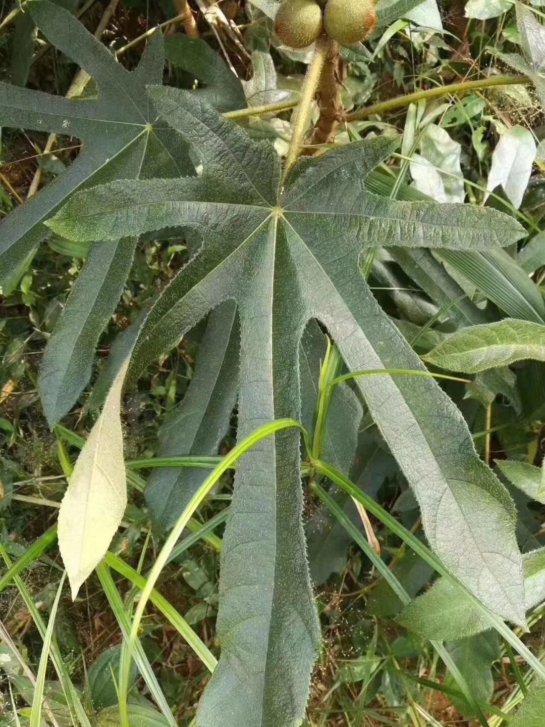 野生七指毛桃根