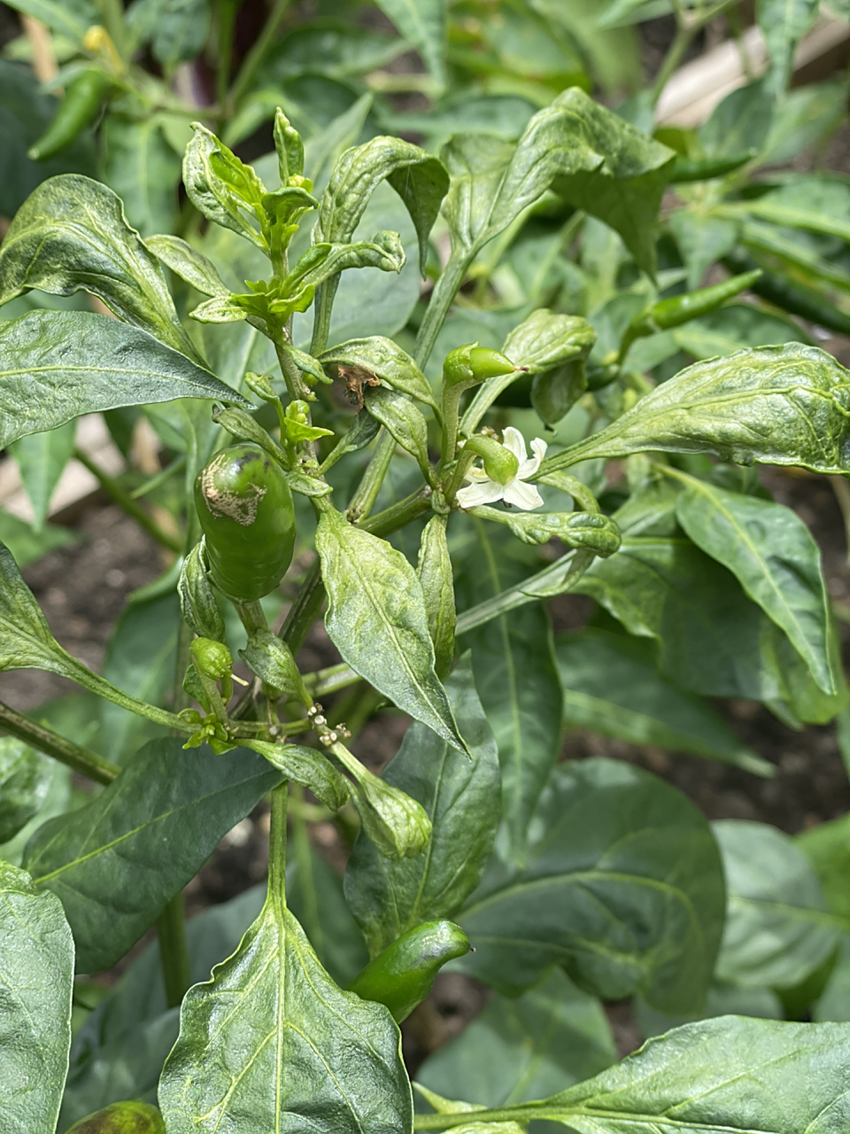 辣椒叶子卷曲是什么病?