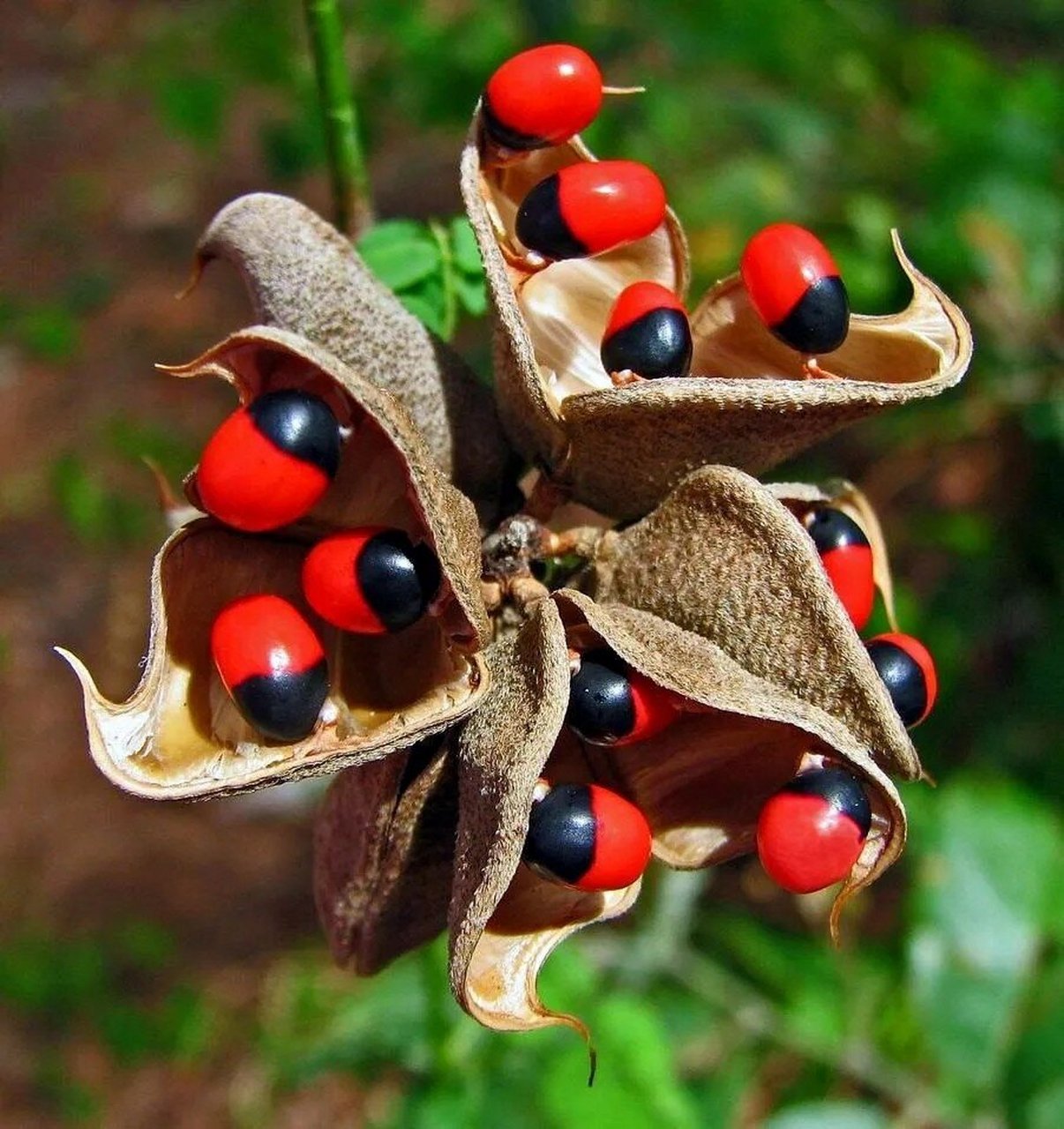 素心自然本草笔记之七十六(相思子) 相思子,别称红豆 一   形态特征