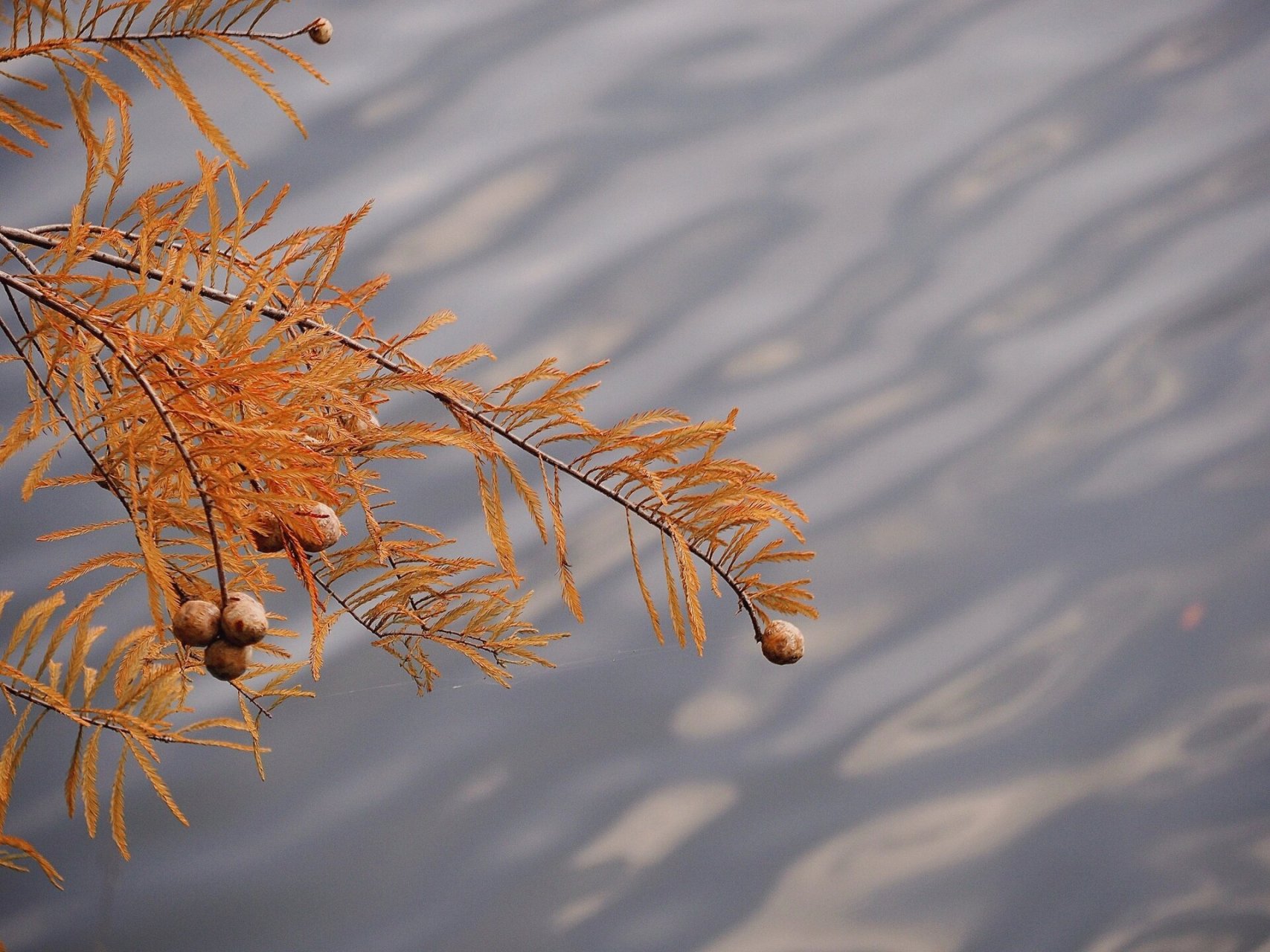 亲眼看到落羽杉才知道这个名字有多美 每一丛叶子都好像凤凰的尾羽