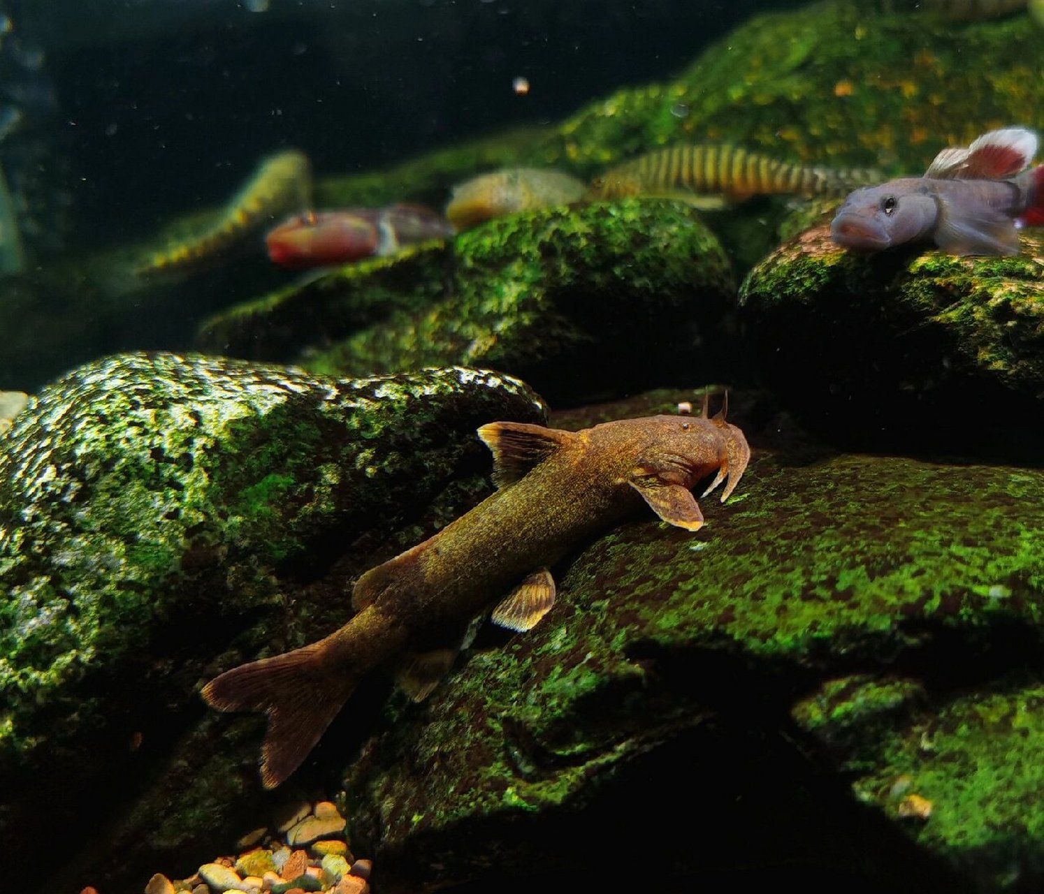 中国原生鱼底部鱼 中华纹胸鮡(学名:glyptothorax sinense)别称石黄姑