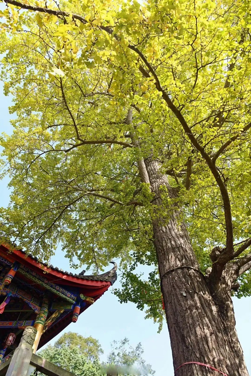 (图据:文旅成都)