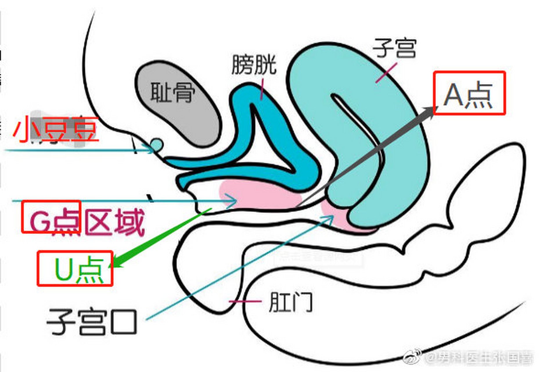 啥,女生的体内除了g点以外,还有a点和u点?