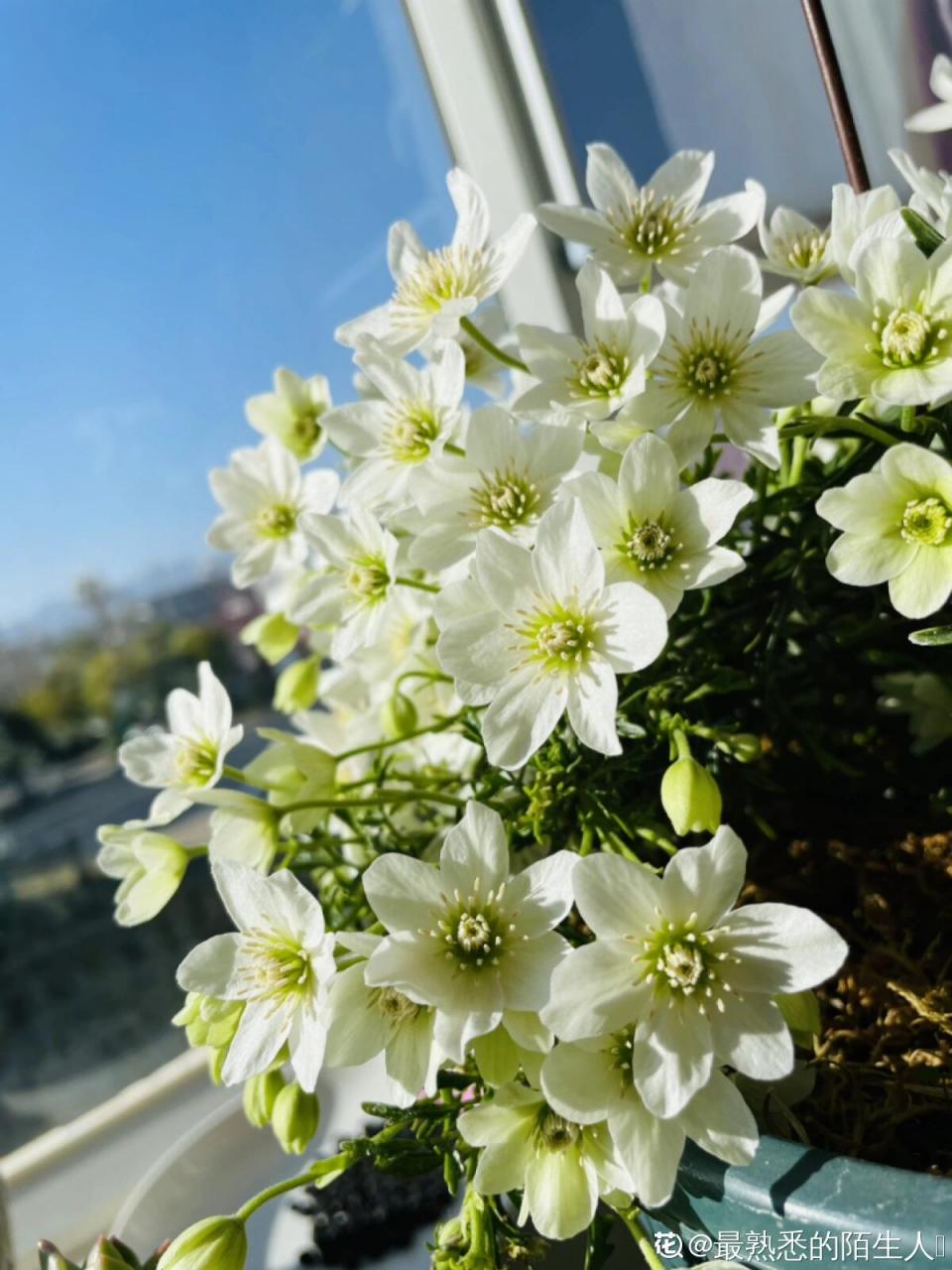 银币是常绿铁线莲品种,它株形小巧紧凑,可以室内盆栽,也可以室外旁栽