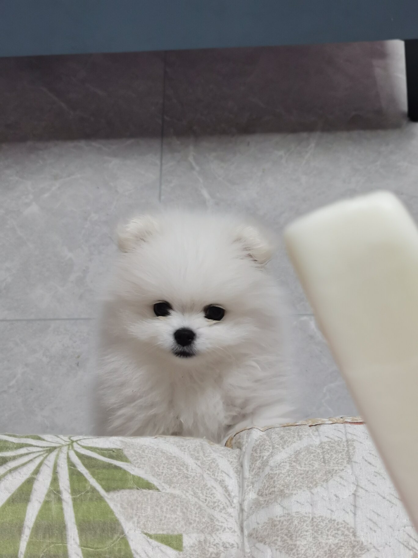 博美多久能立耳?