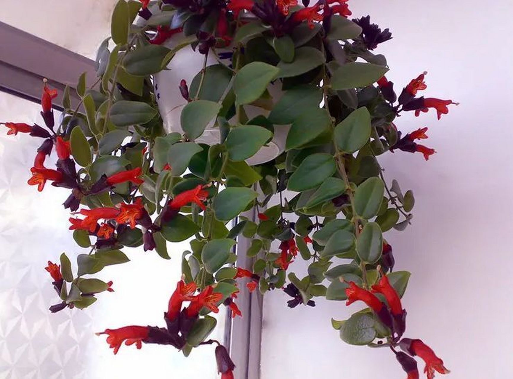 适合客厅养的五种阴性花如下: 1.