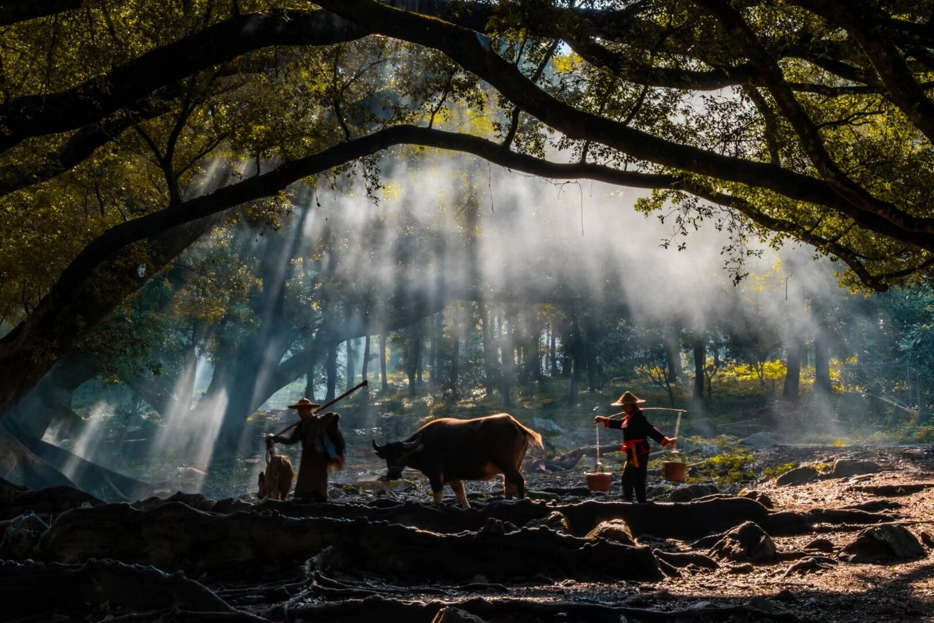 买票入园,便行走在了林间,榕枫公园是以榕树和枫树为主的森林公园