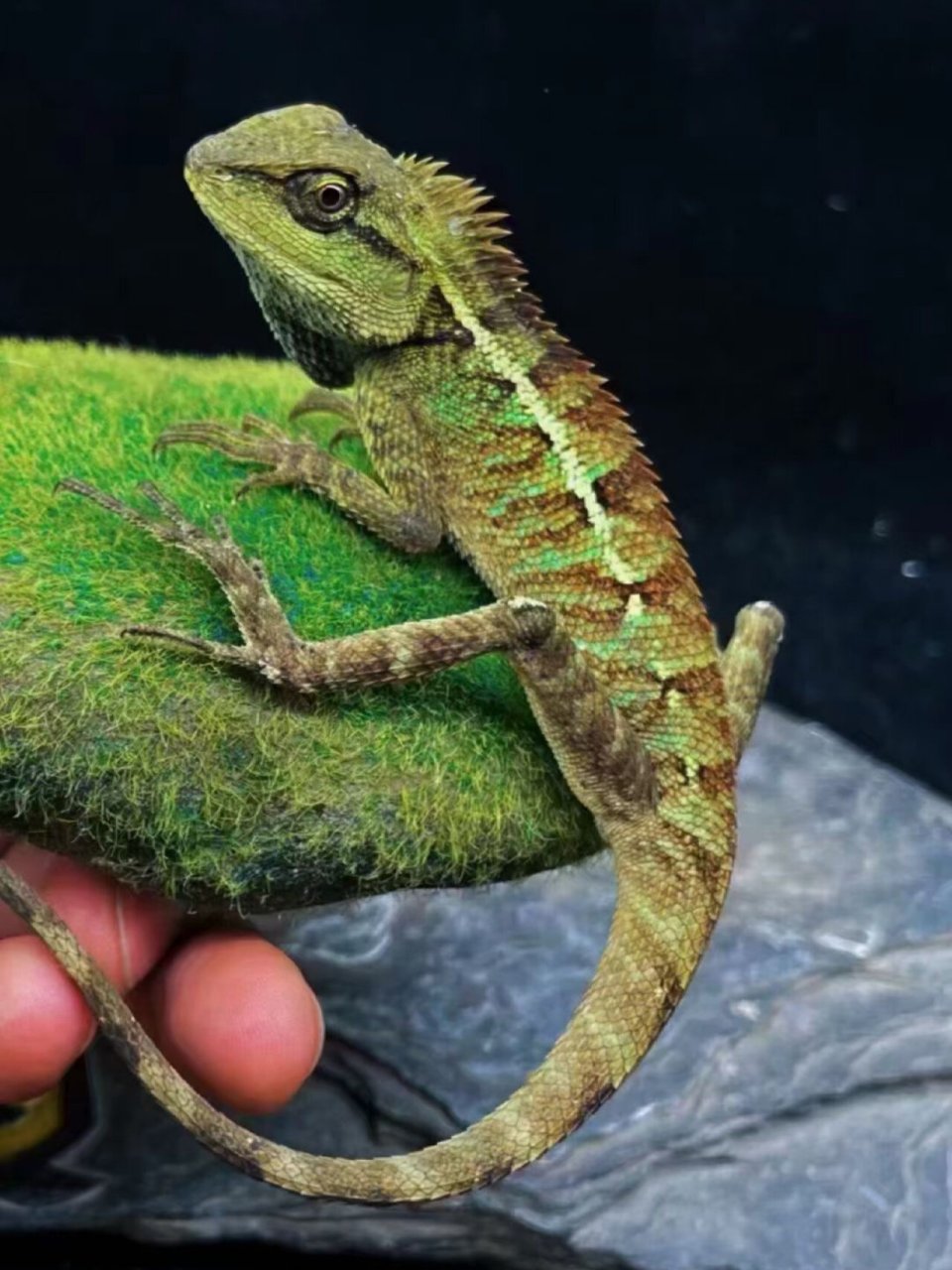 棕背树蜥 7315观赏性绝佳 棕背树蜥栖息于环境潮湿的热带雨林内