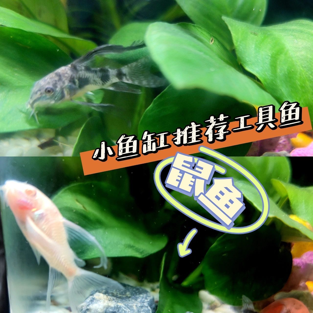 超级可爱的工具鱼---鼠鱼 如果小鱼缸需要工具鱼,我很推荐鼠鱼.
