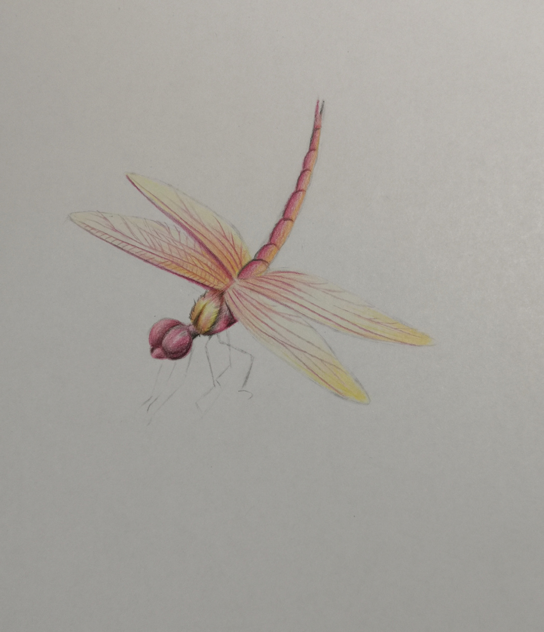 彩铅红蜻蜓 彩铅红蜻蜓(附作画过程)