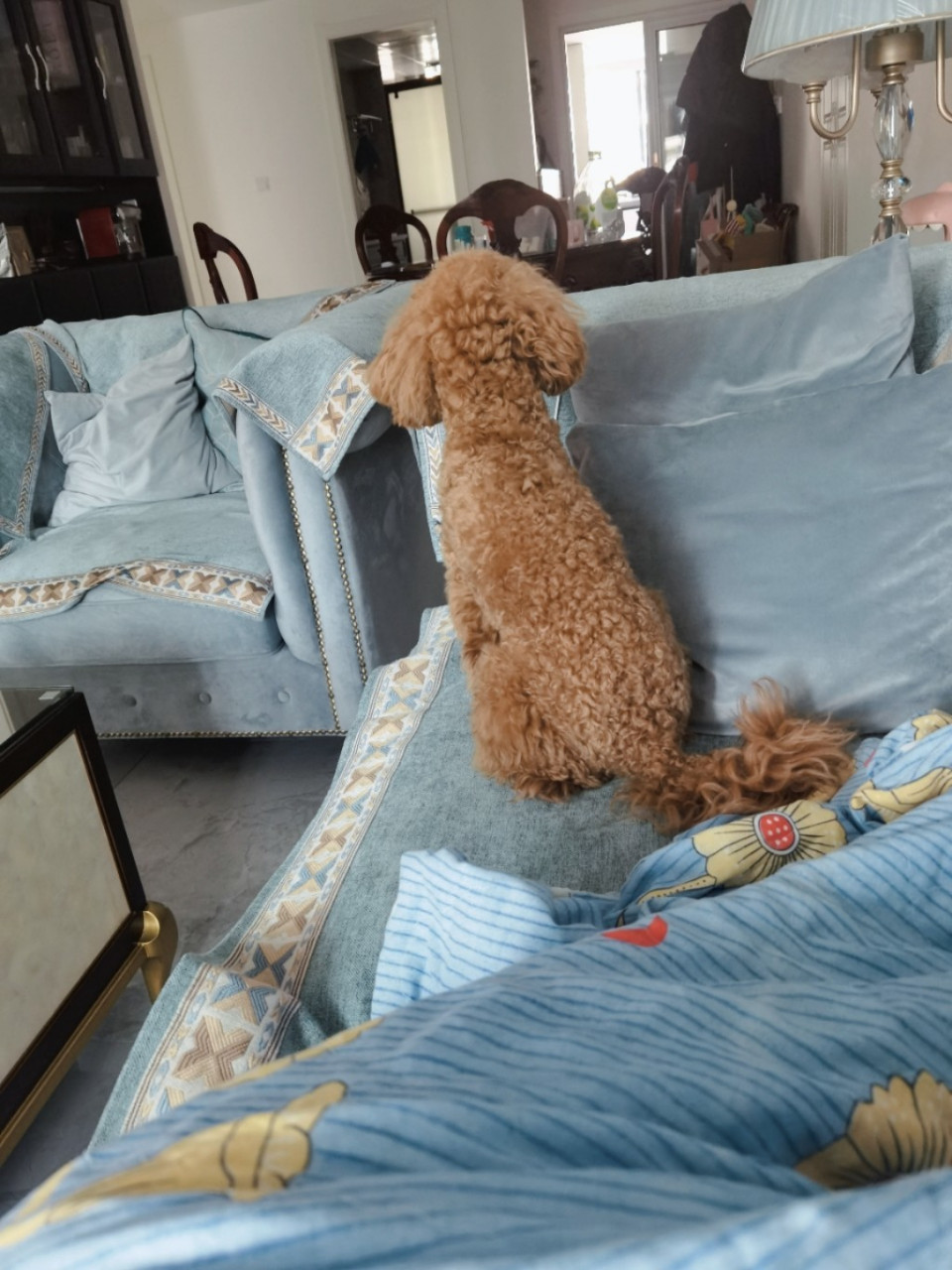 未断尾泰迪的尾巴造型 养了9个月的小尾巴没剪后也是漂漂亮亮的