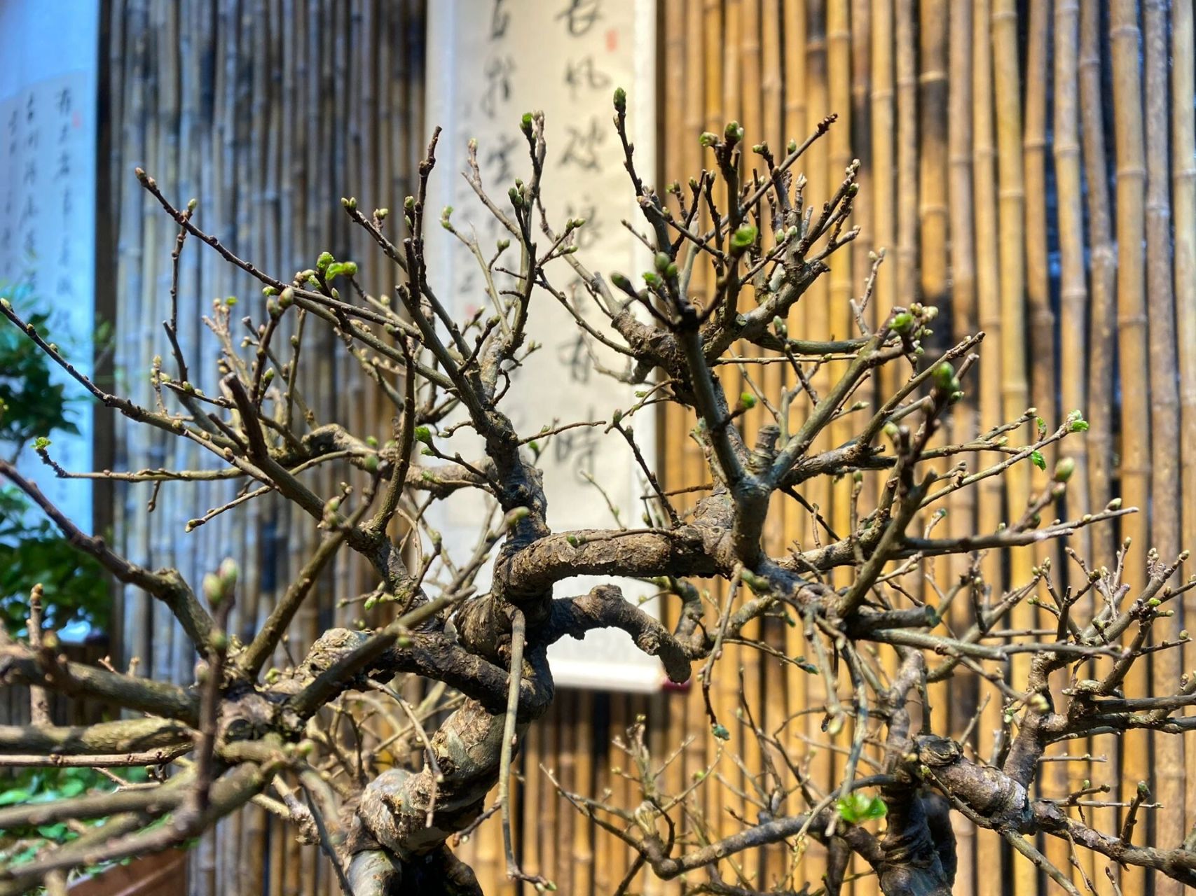 每日植物的养护技巧分享 榆树盆景养护 97榆树 (学名:ulmus pumila