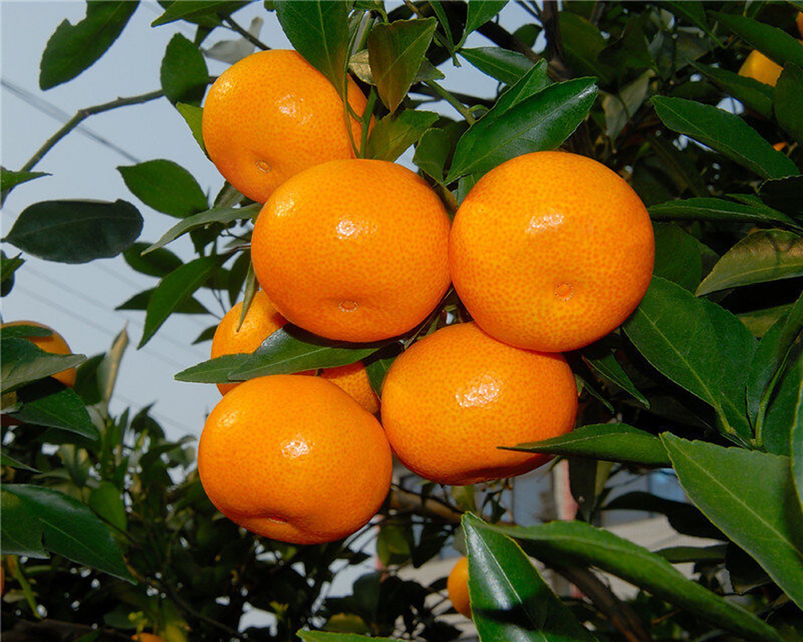 浙江省特产 - 黄岩蜜桔 黄岩蜜桔属宽皮橘类,果皮橙黄色,肾形,中心柱