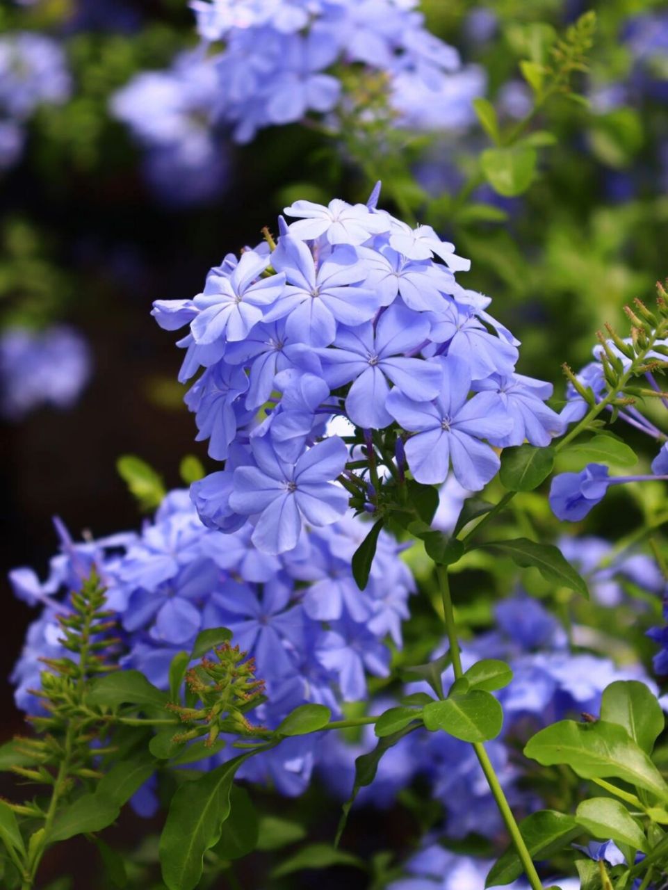 我推荐你种一颗蓝雪花～ 蓝雪花又名蓝花丹,开浅蓝色的花儿 蓝雪花