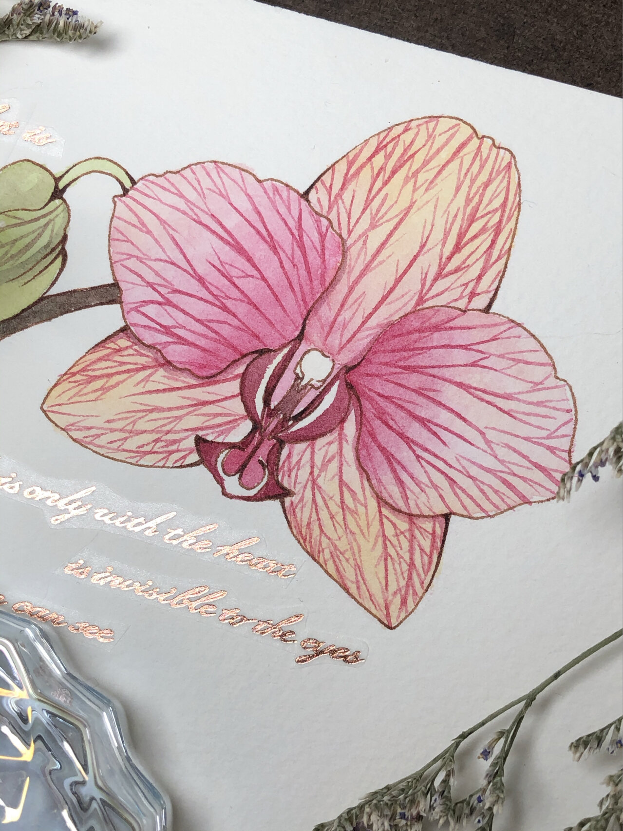 钢笔淡彩丨蝴蝶兰丨94超群水晶 94自学水彩5个月 最近很忙半个多