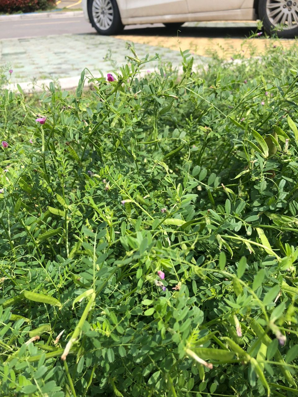 是豆科,野豌豆属多年生草本植物