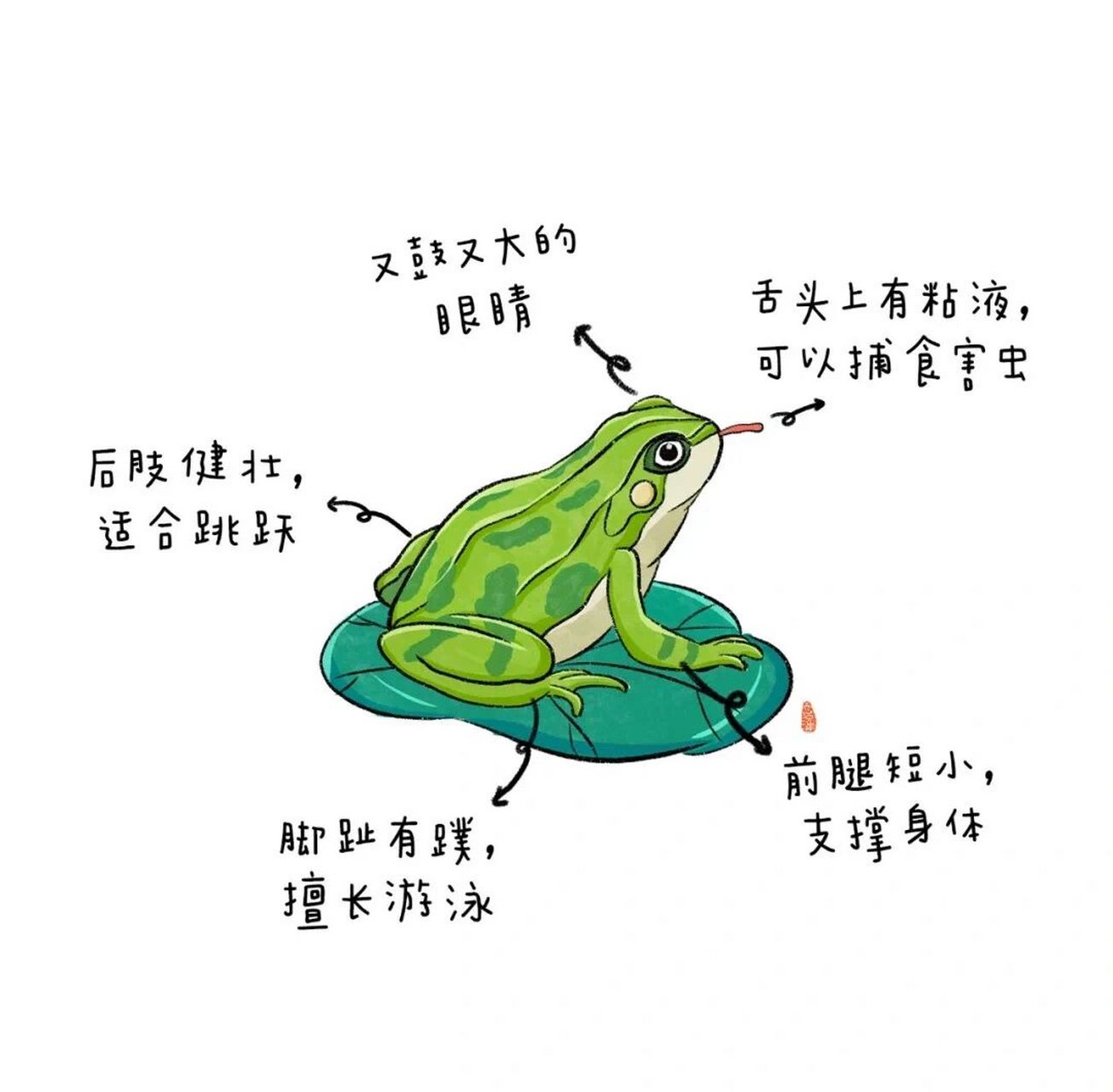 幼儿园青蛙的变化过程🐸 🌟可直接打印素材哦 🌟合适小,中,大班