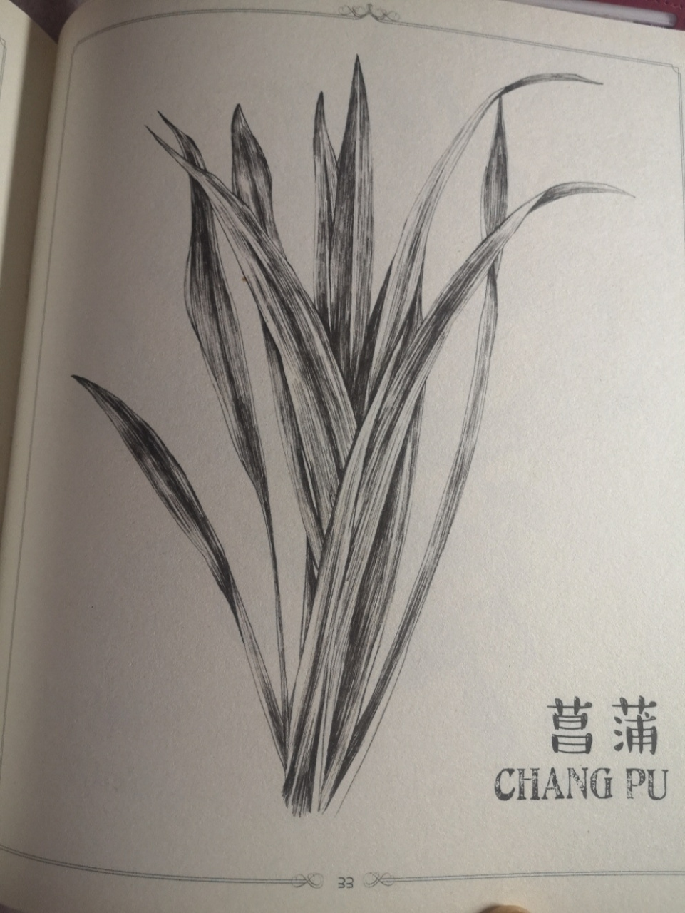 【23】临摹 黑白线描  手绘 菖蒲 事情好多,还是要尽量保证一周一更吧