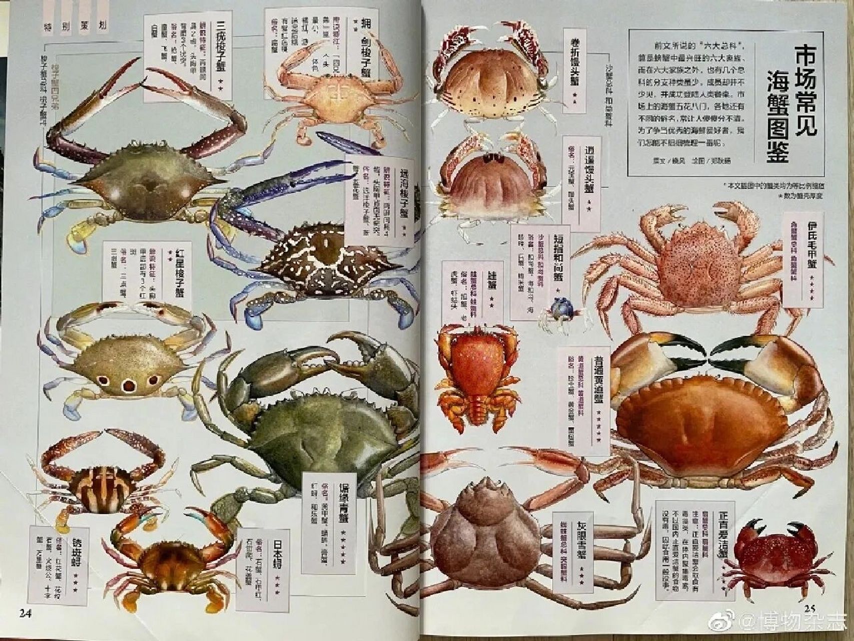 市场常见海蟹图鉴