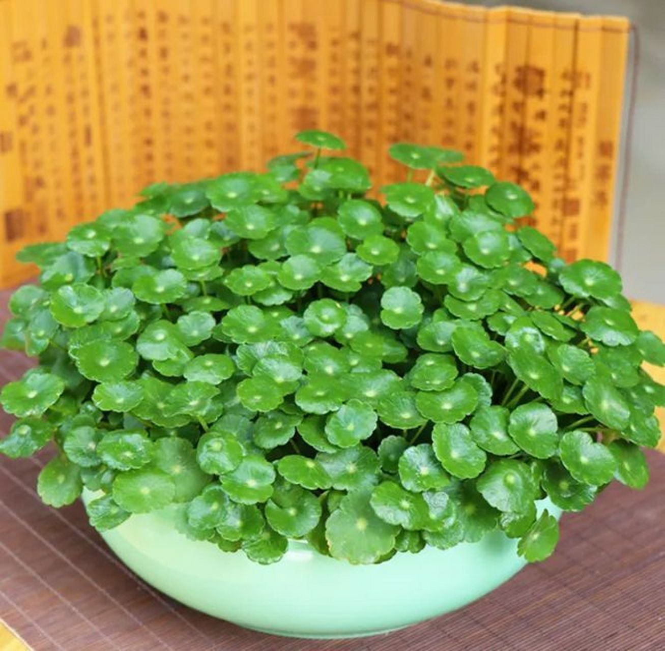 金钱草:金钱草是一种多年生草本植物,属于报春花科珍珠菜属.