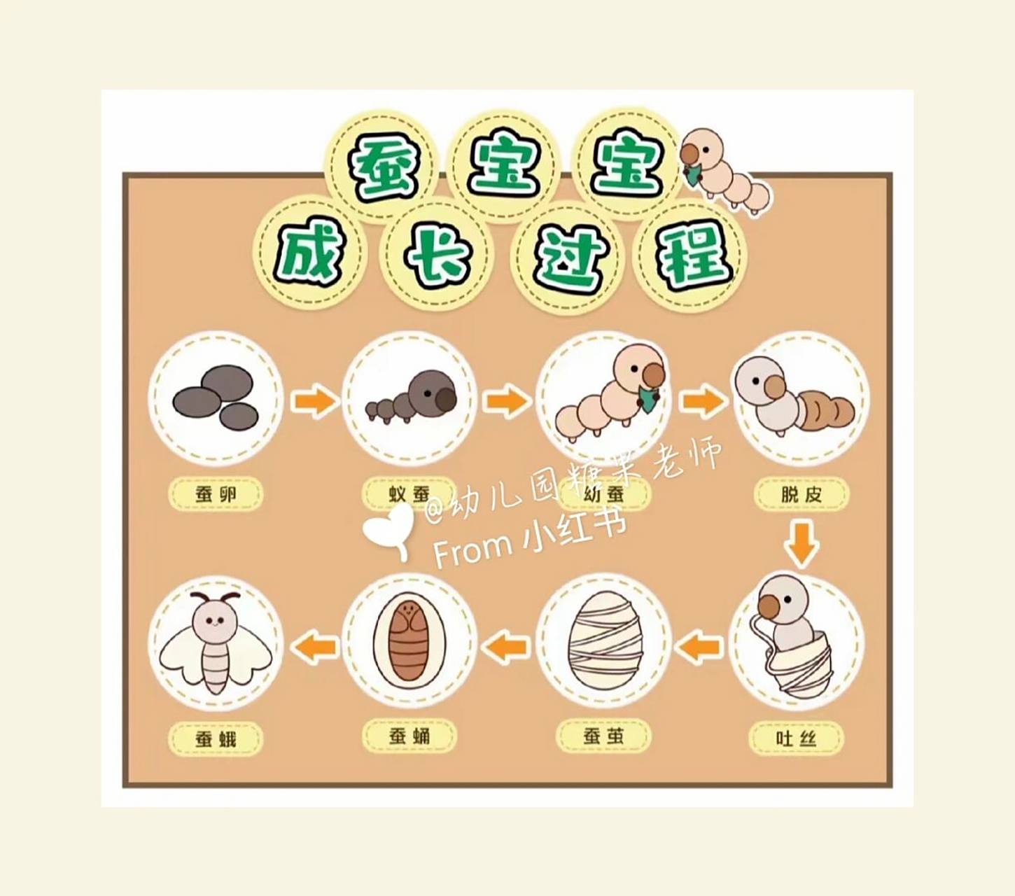 蚕宝宝成长过程 蚕卵—蚁蚕—幼蚕—脱皮—吐丝—蚕茧—蚕蛹—蚕蛾