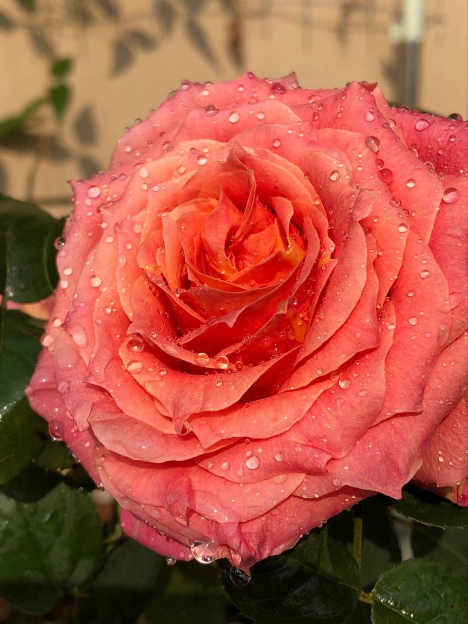 切花月季推荐～悠悠 96切花月季～悠悠96 9090 特点: 1.