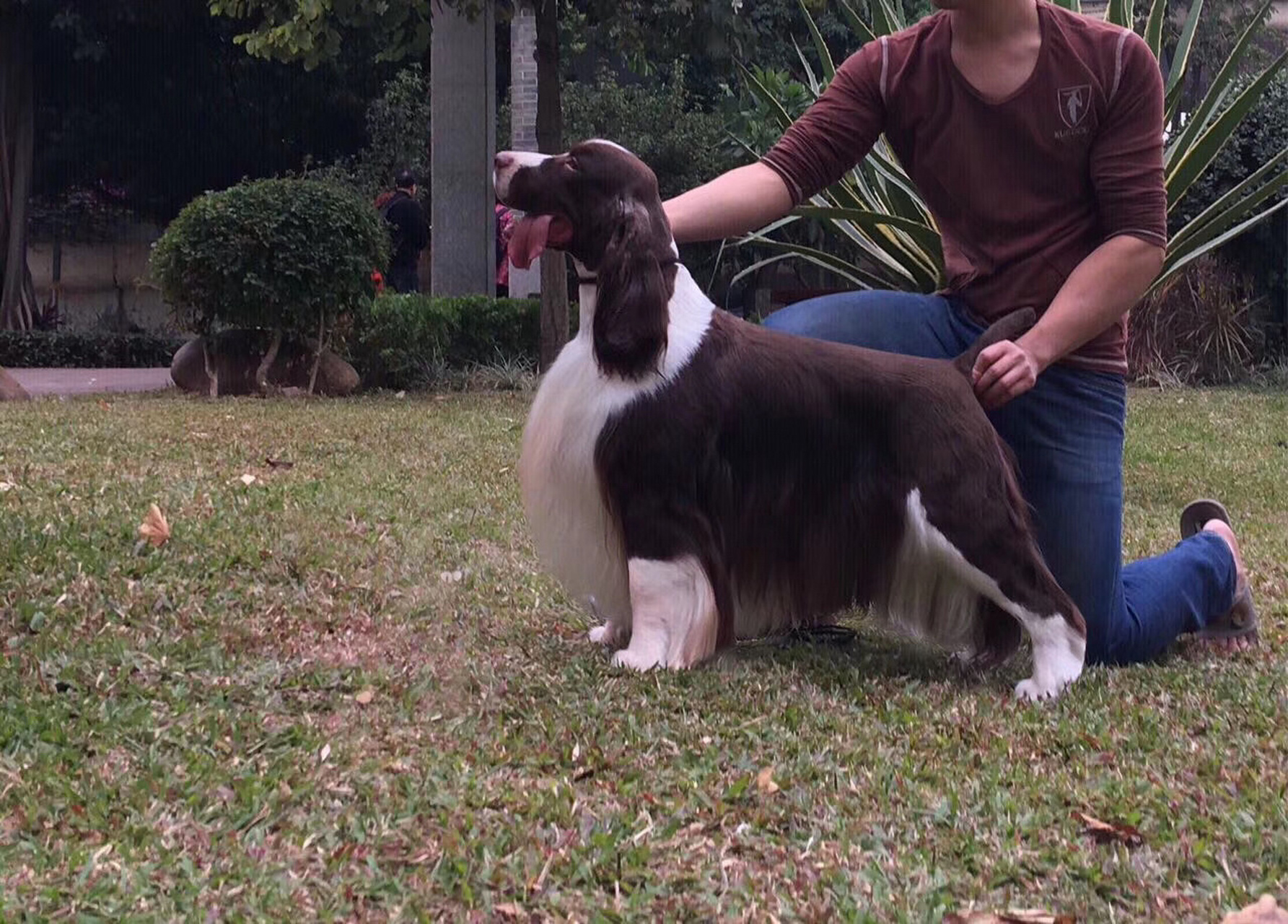 美系史宾格犬 (酷比)